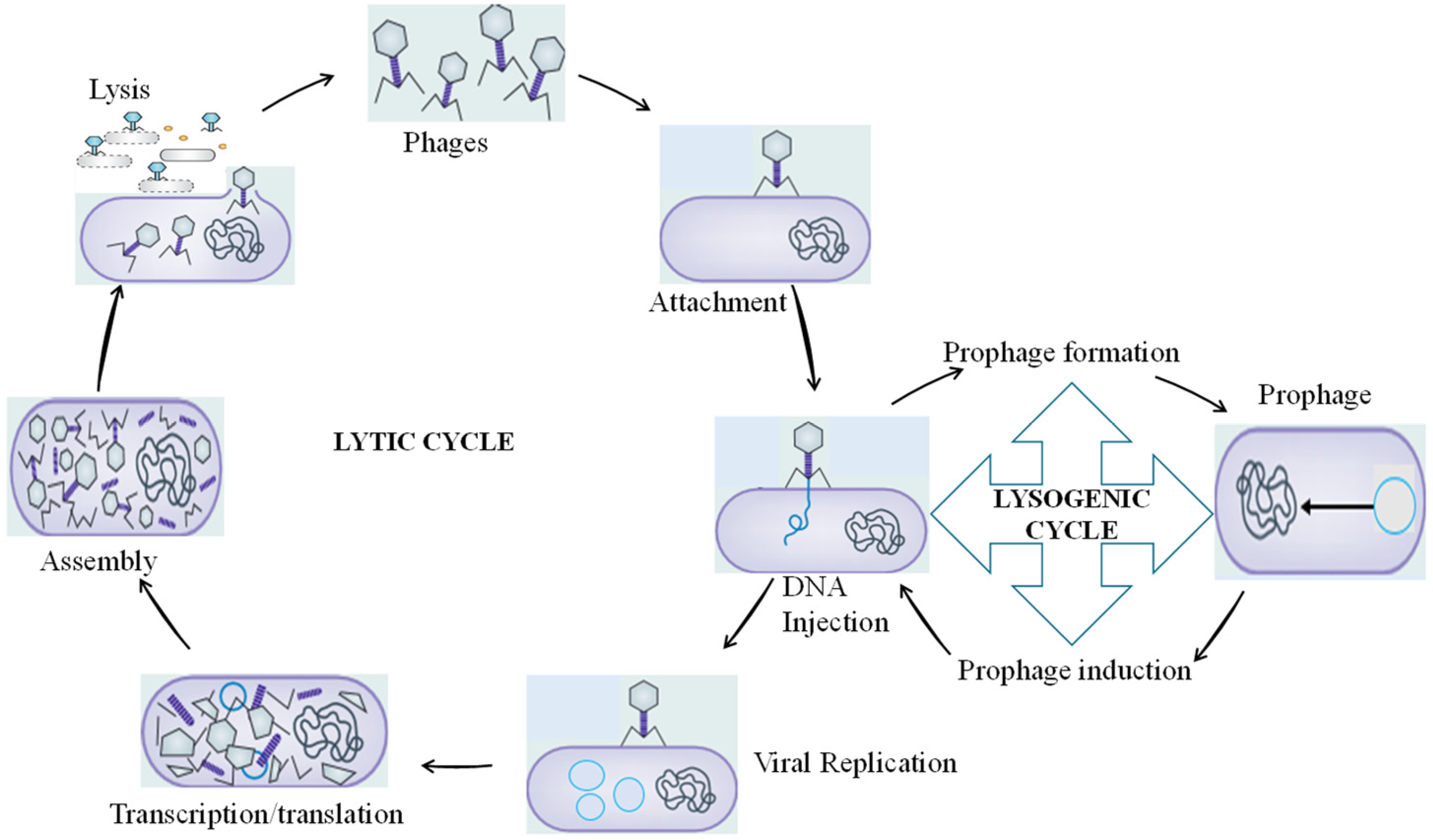 Pharmaceutics 15 02416 g002