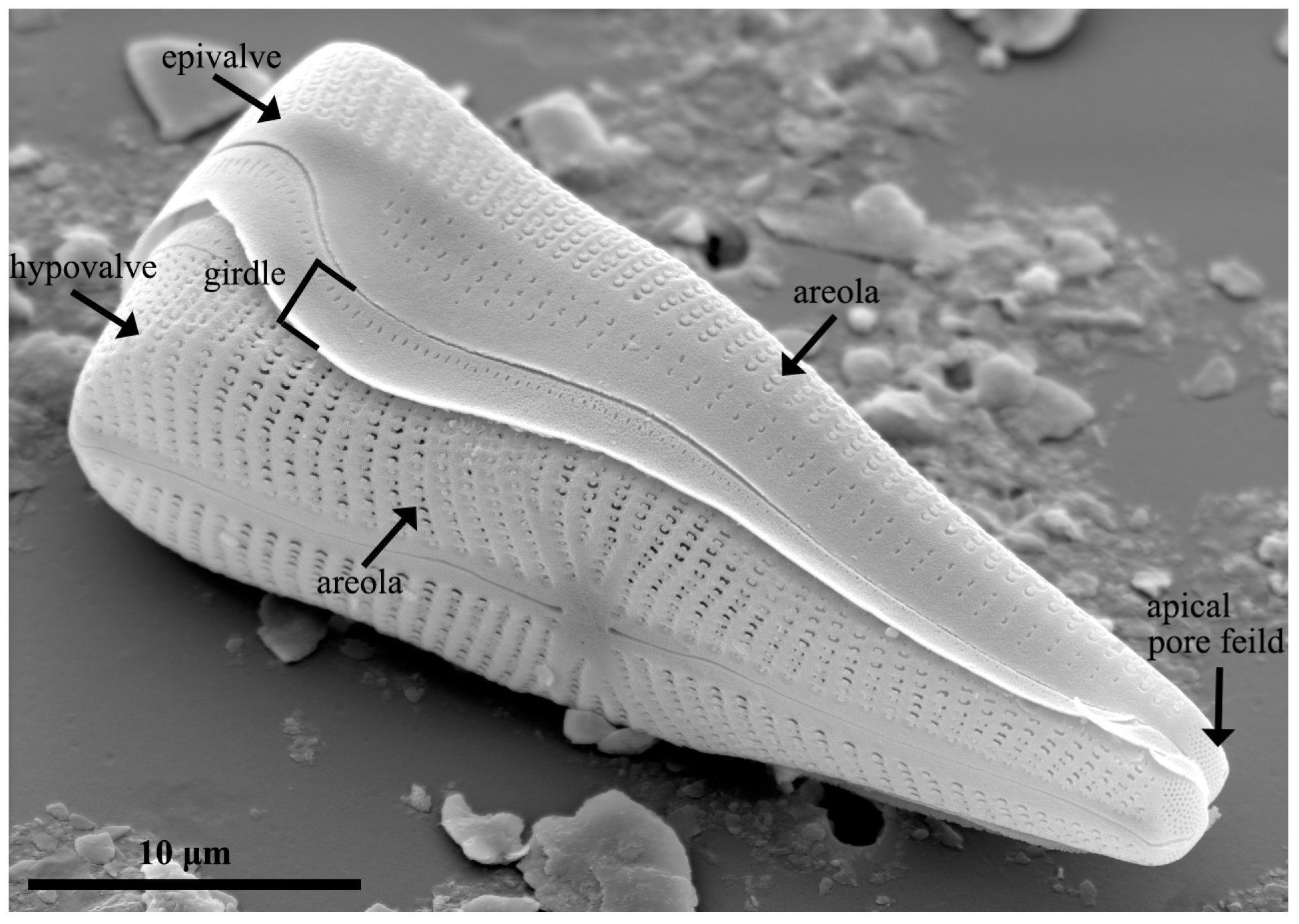 Pharmaceutics 15 02434 g003