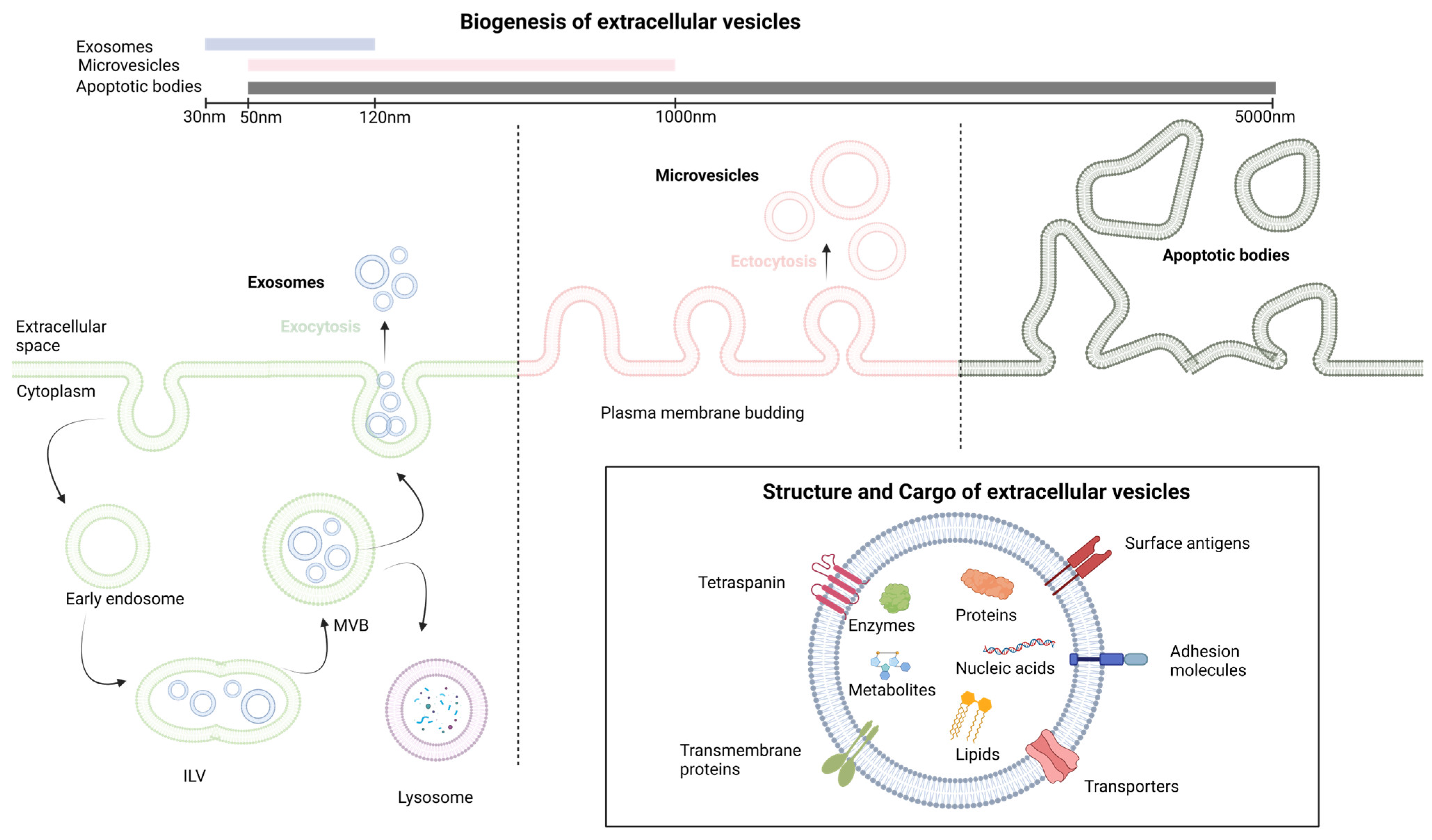 Pharmaceutics 15 02460 g001