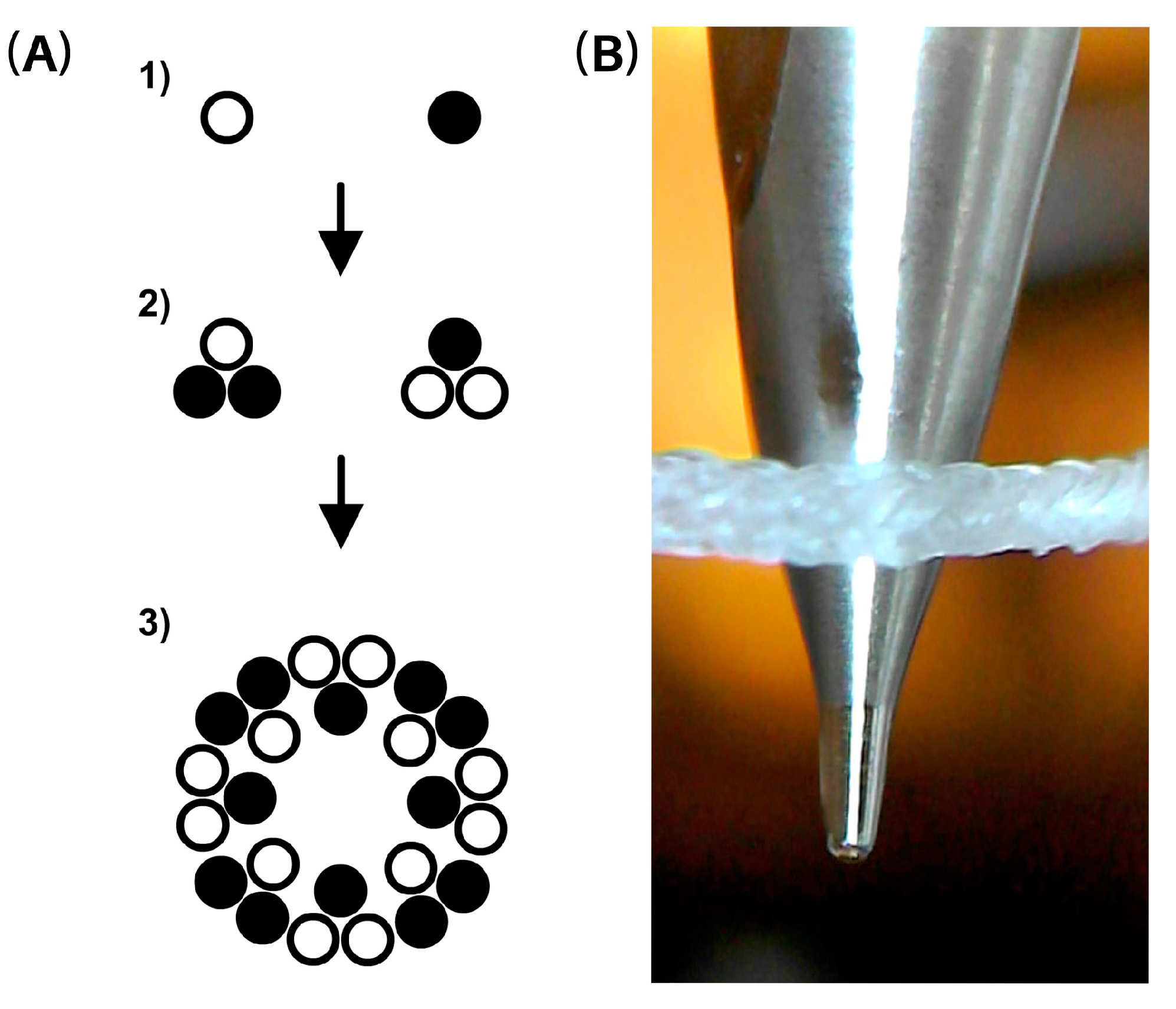 Enhancing Dental Applications: A Novel Approach for Incorporating ...