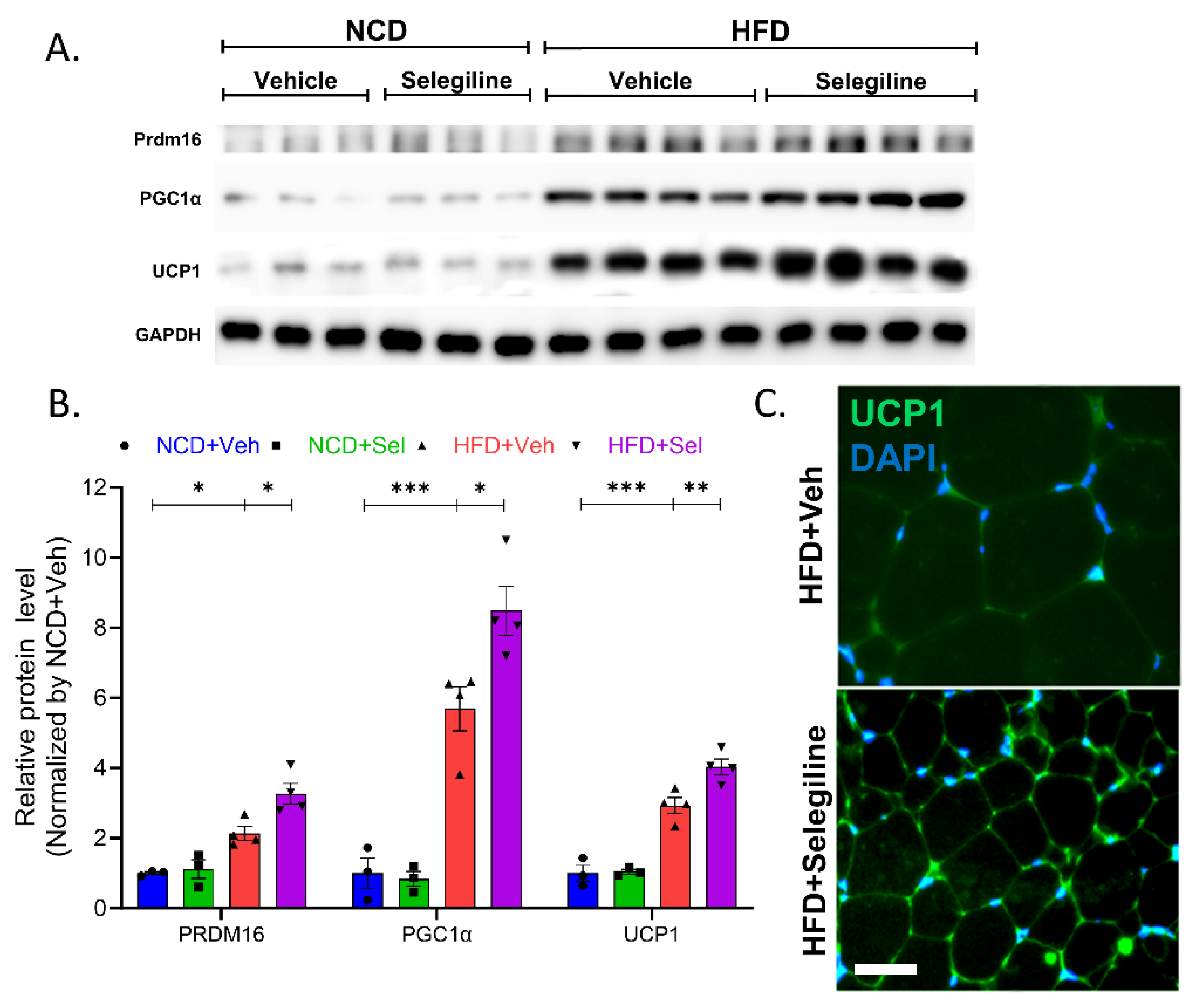 Pharmaceutics 15 02539 g006a
