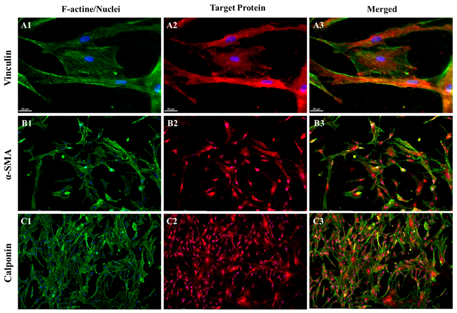 Pharmaceutics 15 02546 g007