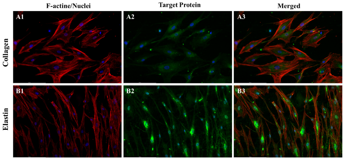 Pharmaceutics 15 02546 g008