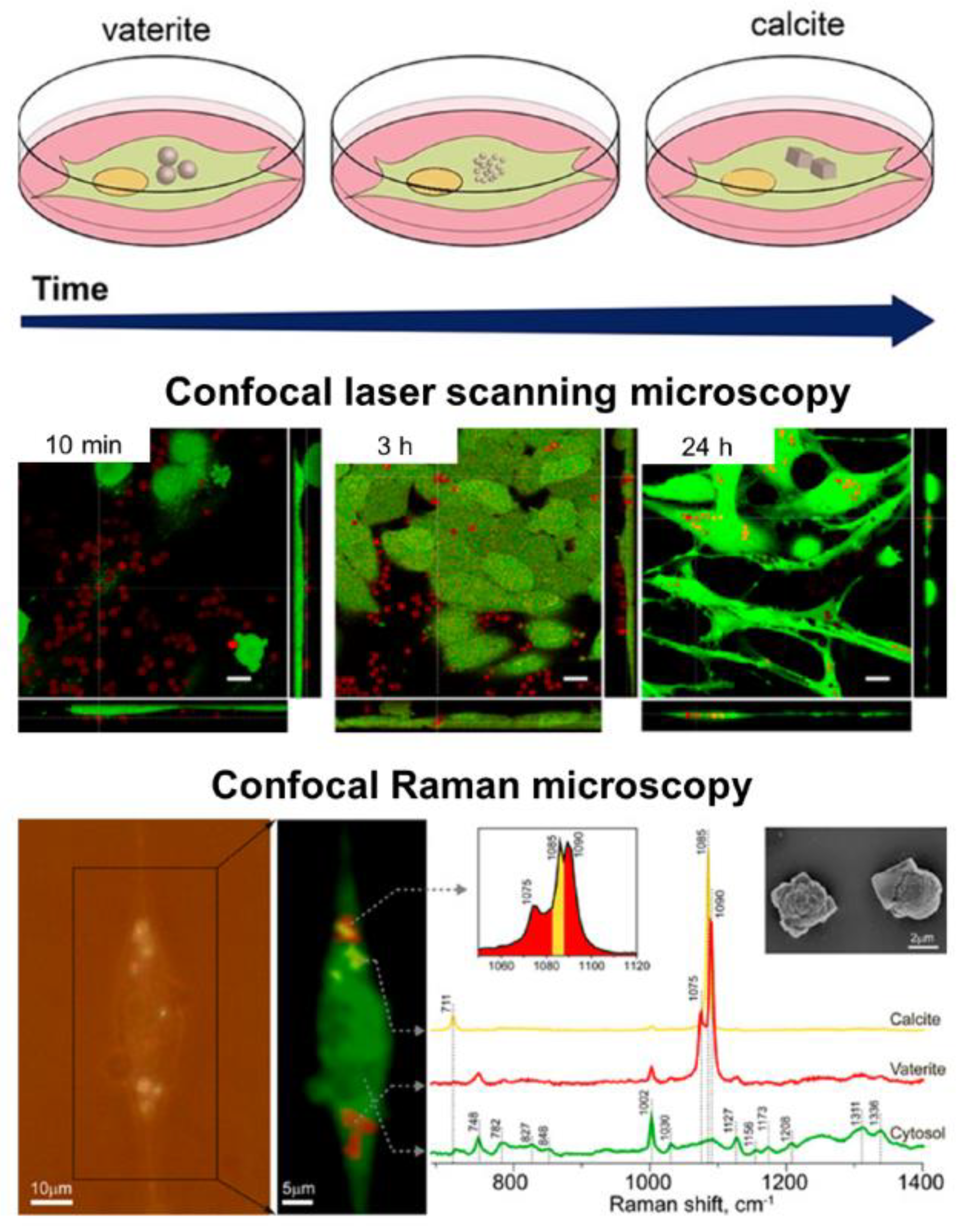 Pharmaceutics 15 02574 g003
