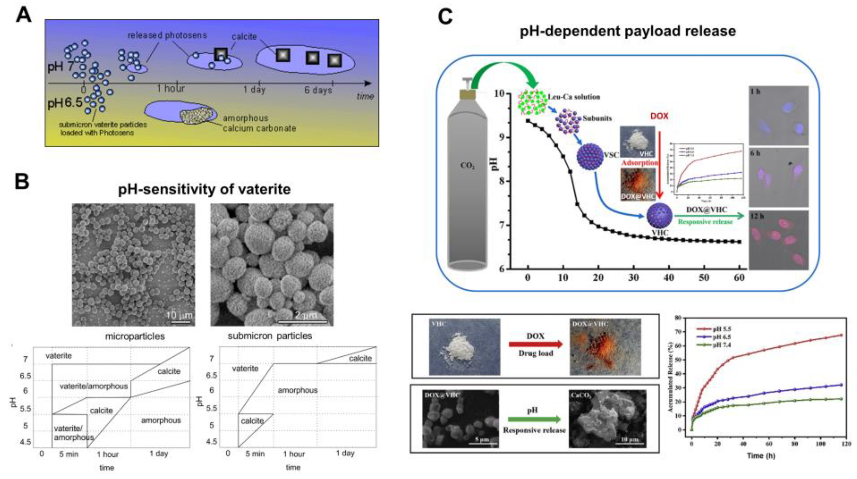 Pharmaceutics 15 02574 g006