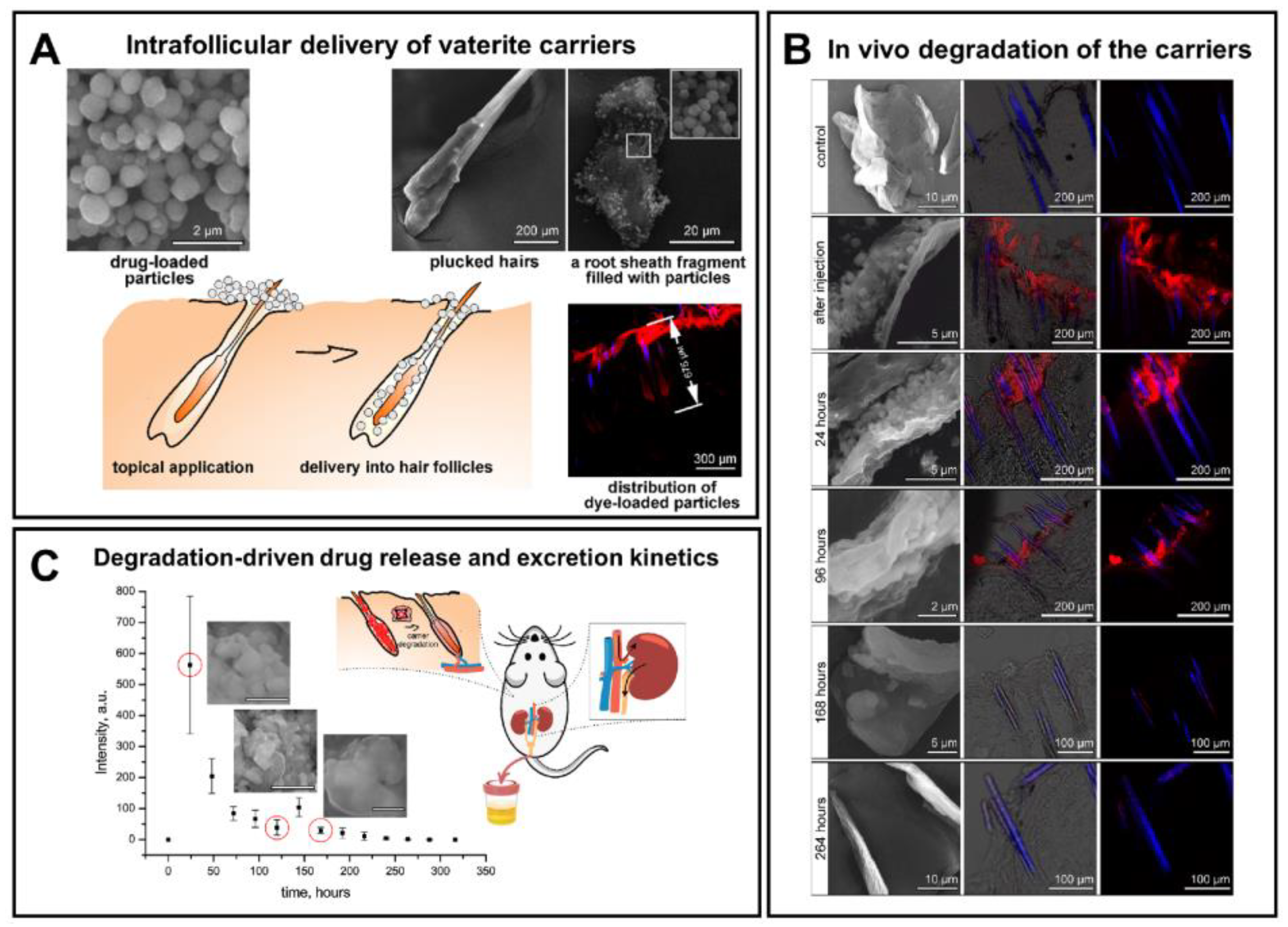 Pharmaceutics 15 02574 g017