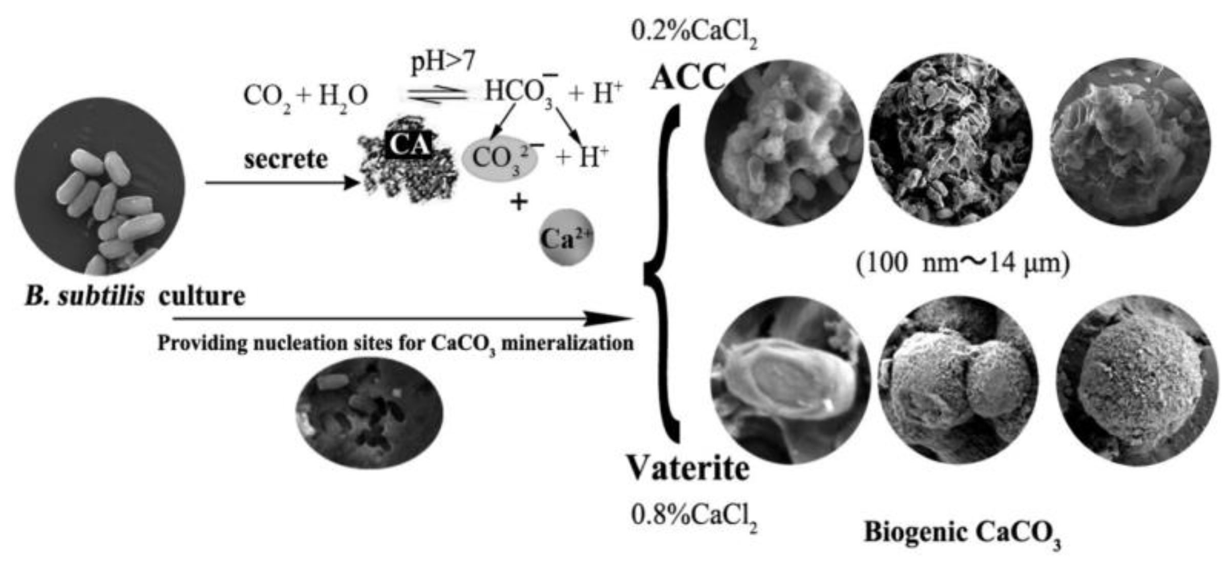 Pharmaceutics 15 02574 g022