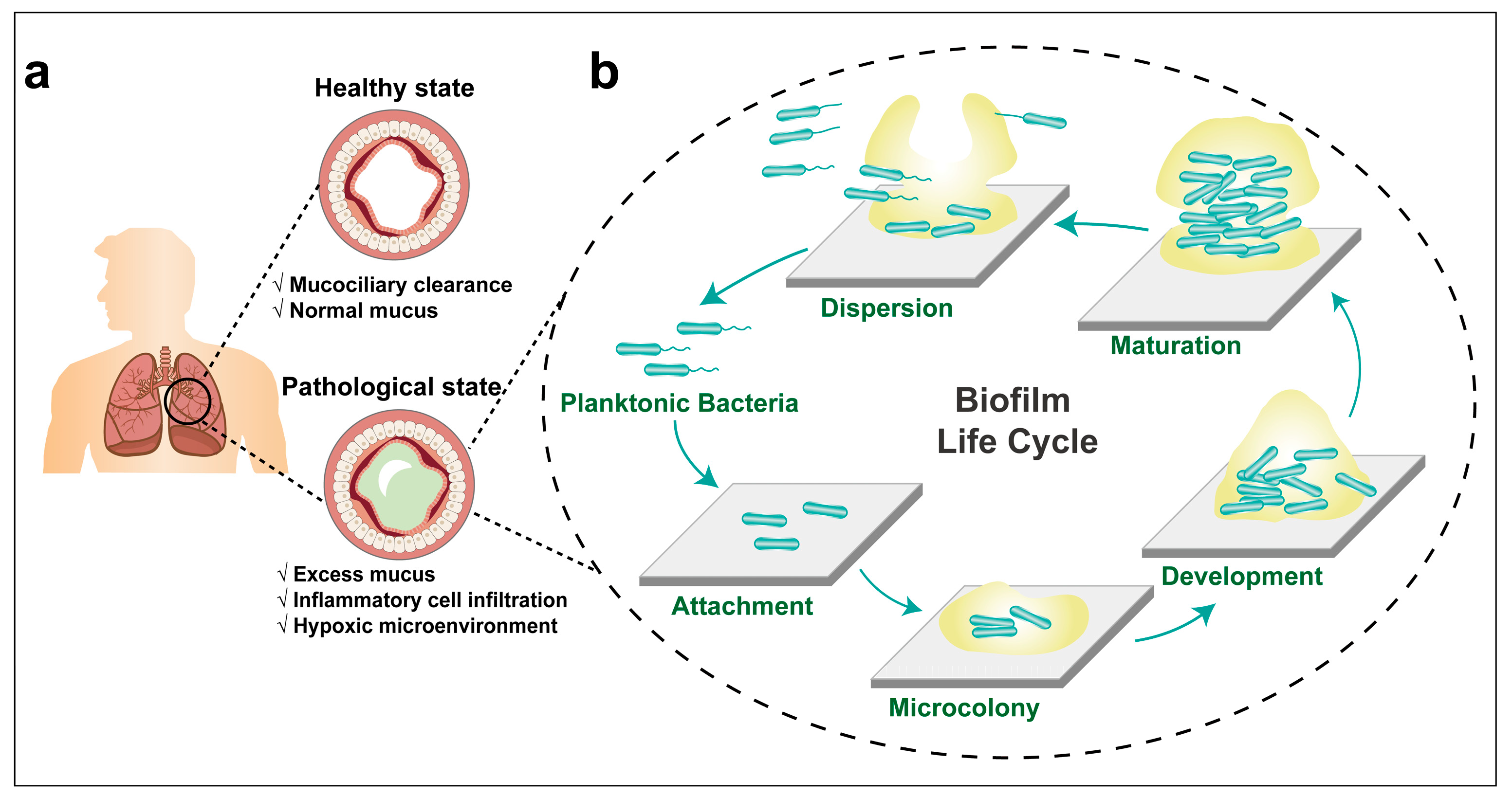 Pharmaceutics 15 02582 g001
