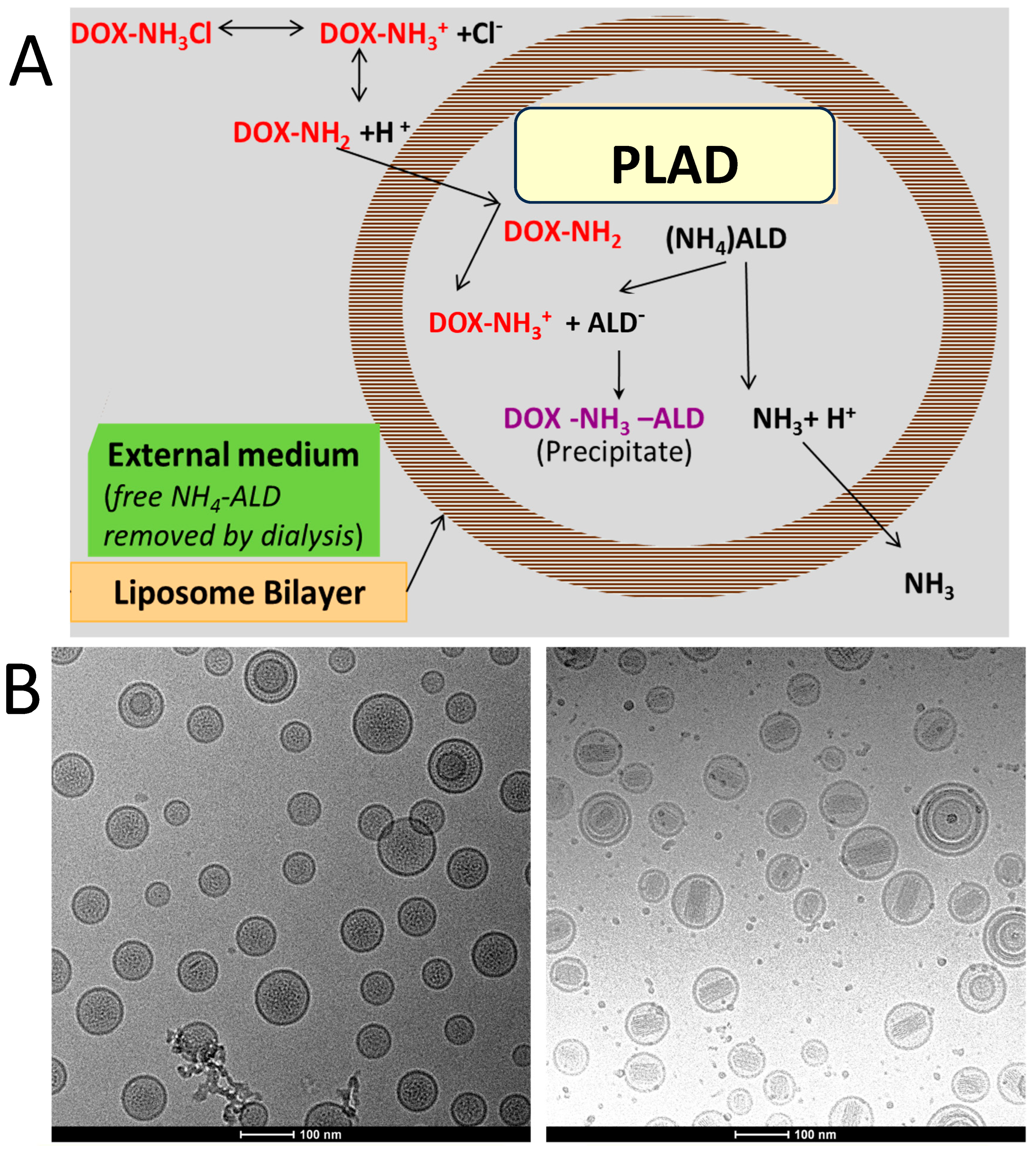 Pharmaceutics 15 02606 g001