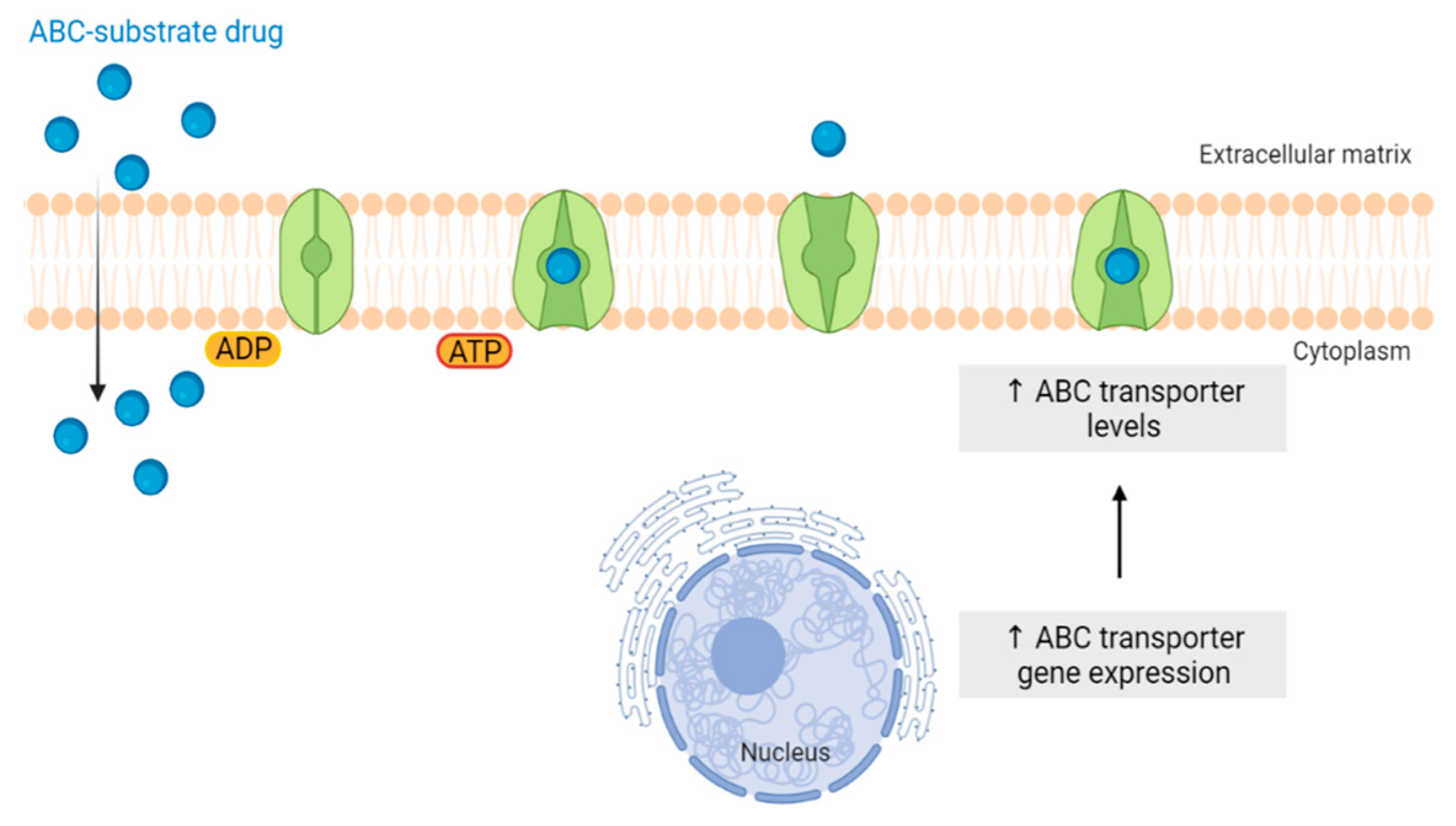 Pharmaceutics 15 02610 g004