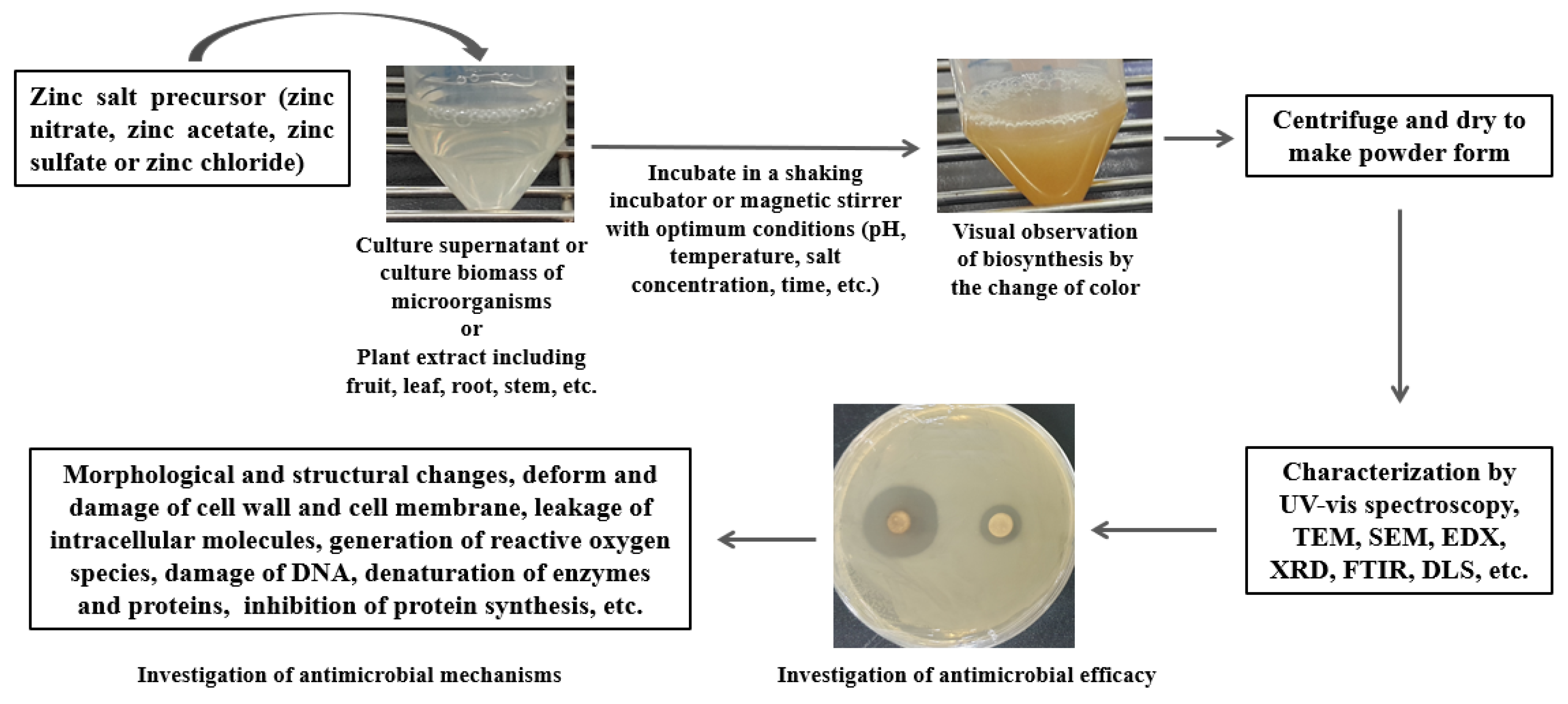 Pharmaceutics 15 02634 g001