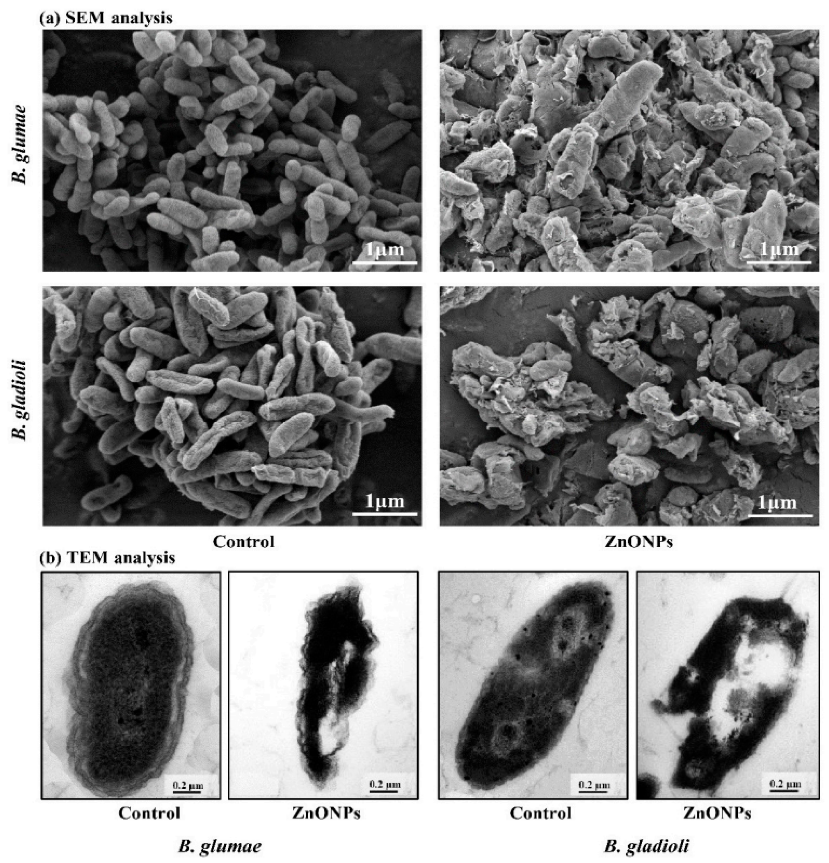 Pharmaceutics 15 02634 g007