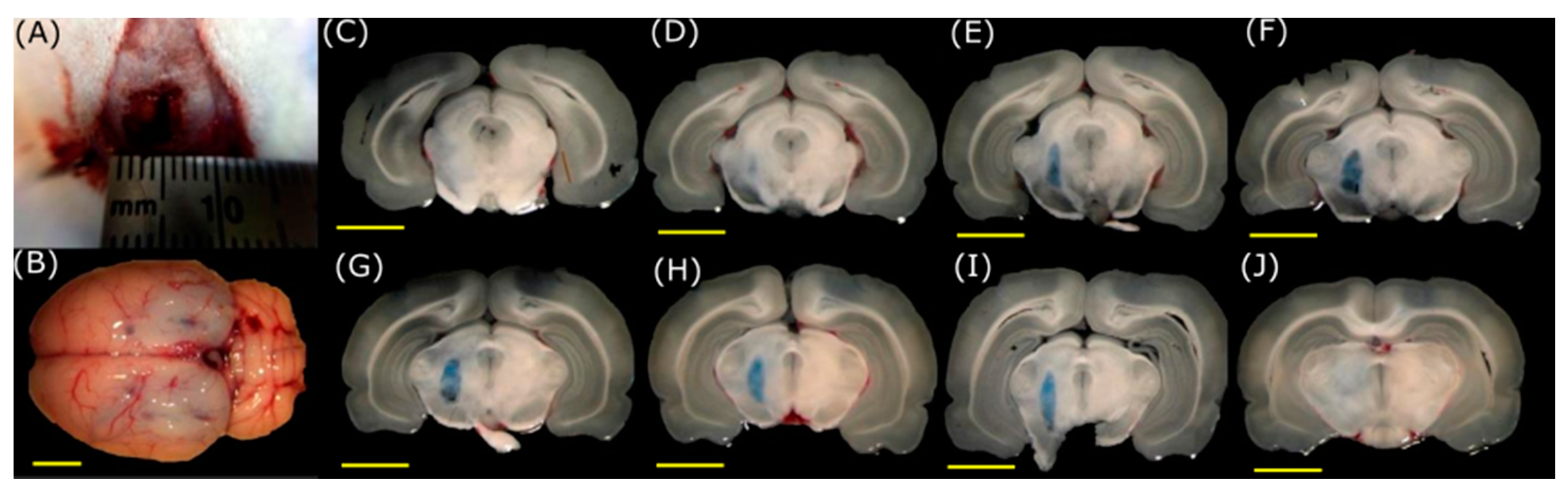 Pharmaceutics 15 02733 g007