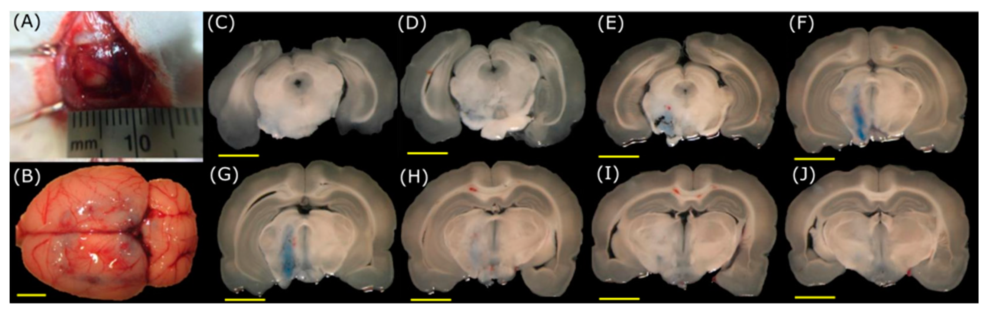 Pharmaceutics 15 02733 g008