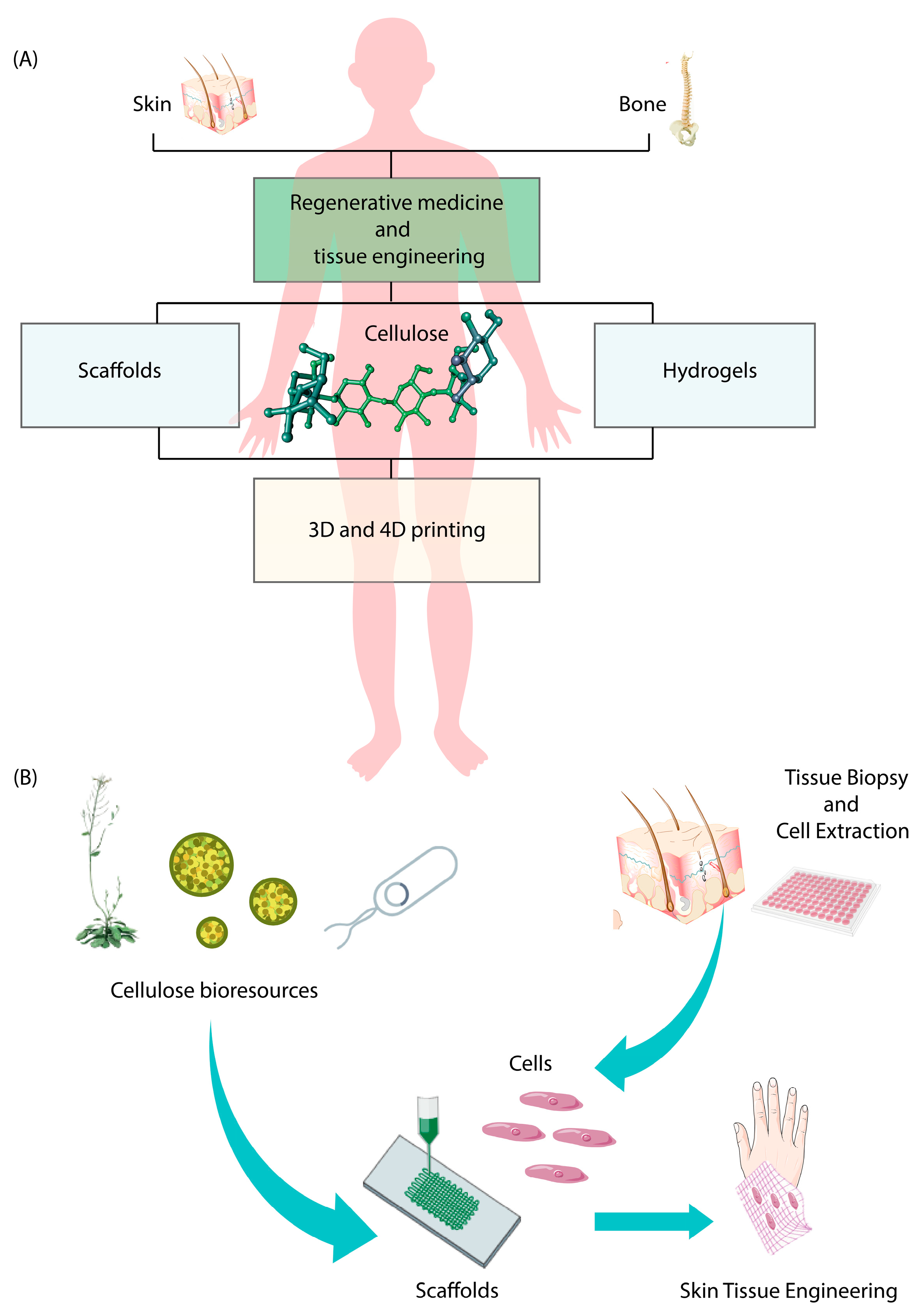 Pharmaceutics 15 02738 g004