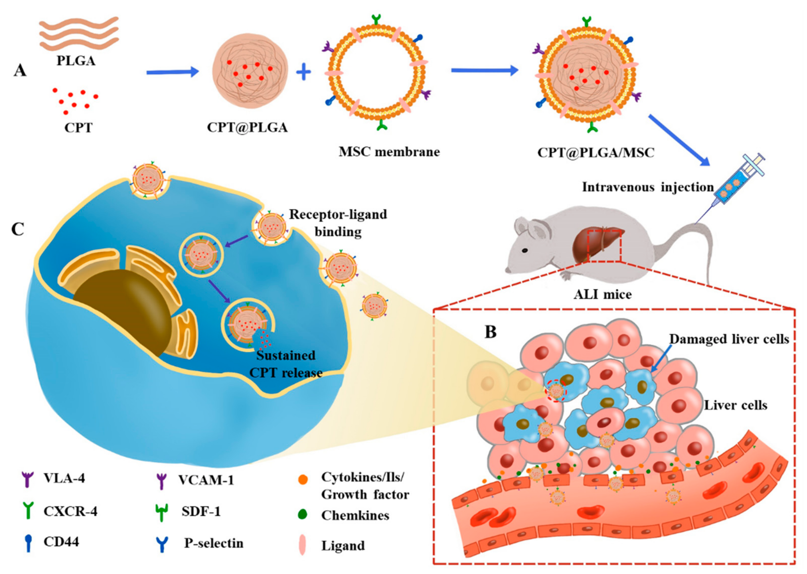 Pharmaceutics 15 02764 g001