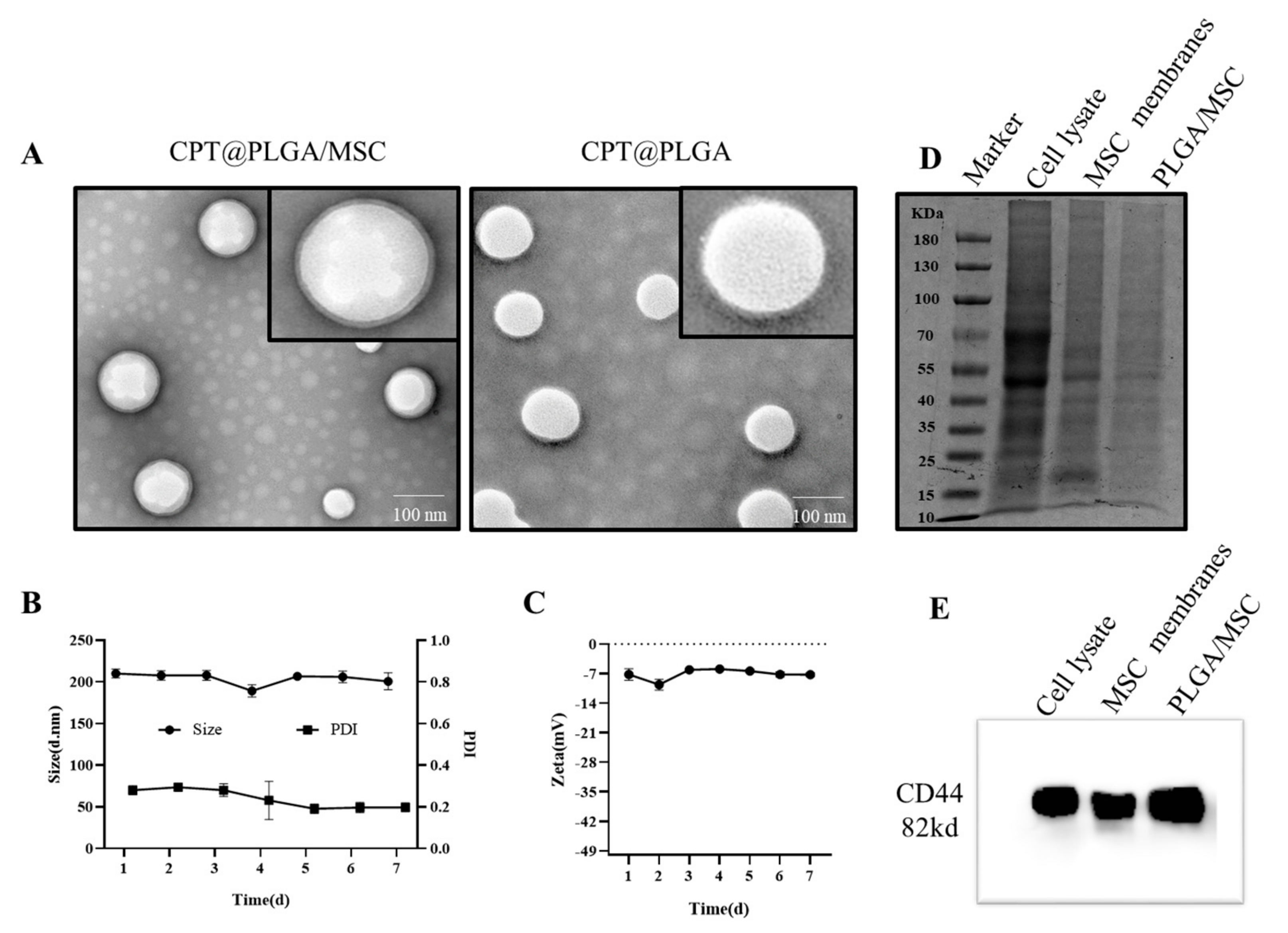 Pharmaceutics 15 02764 g004