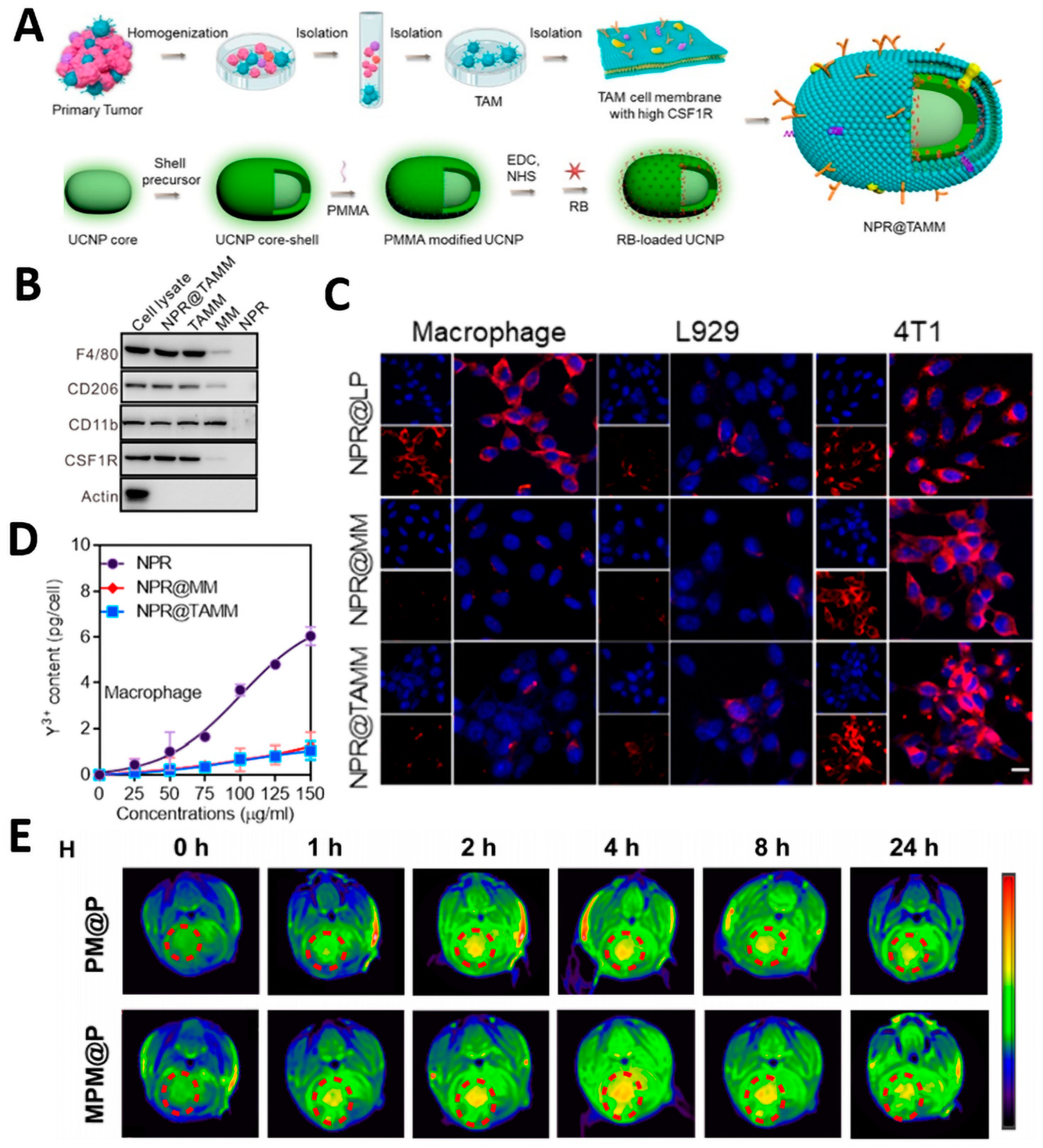 Pharmaceutics 15 02770 g006