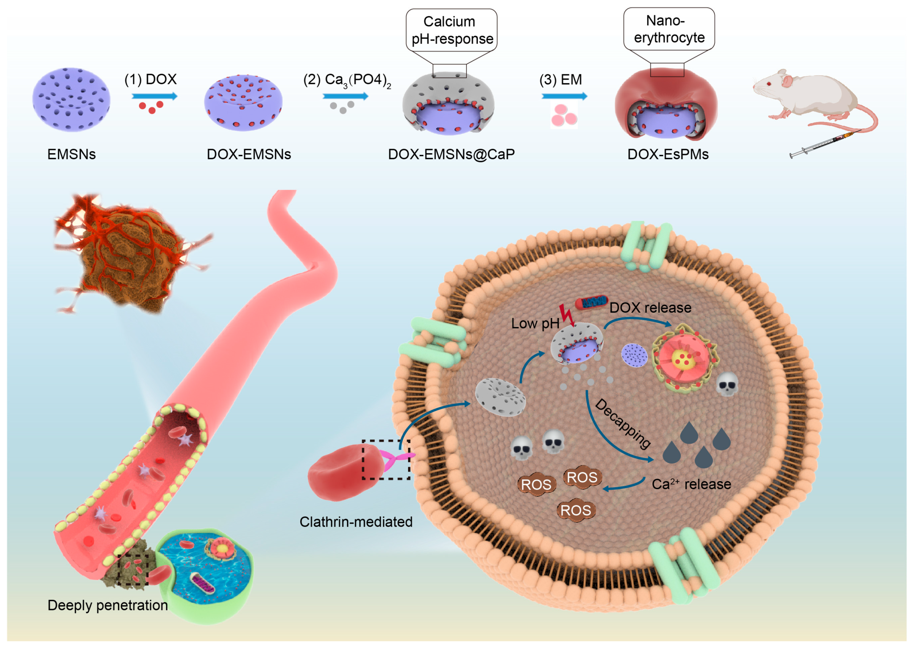 Pharmaceutics 15 02785 sch001