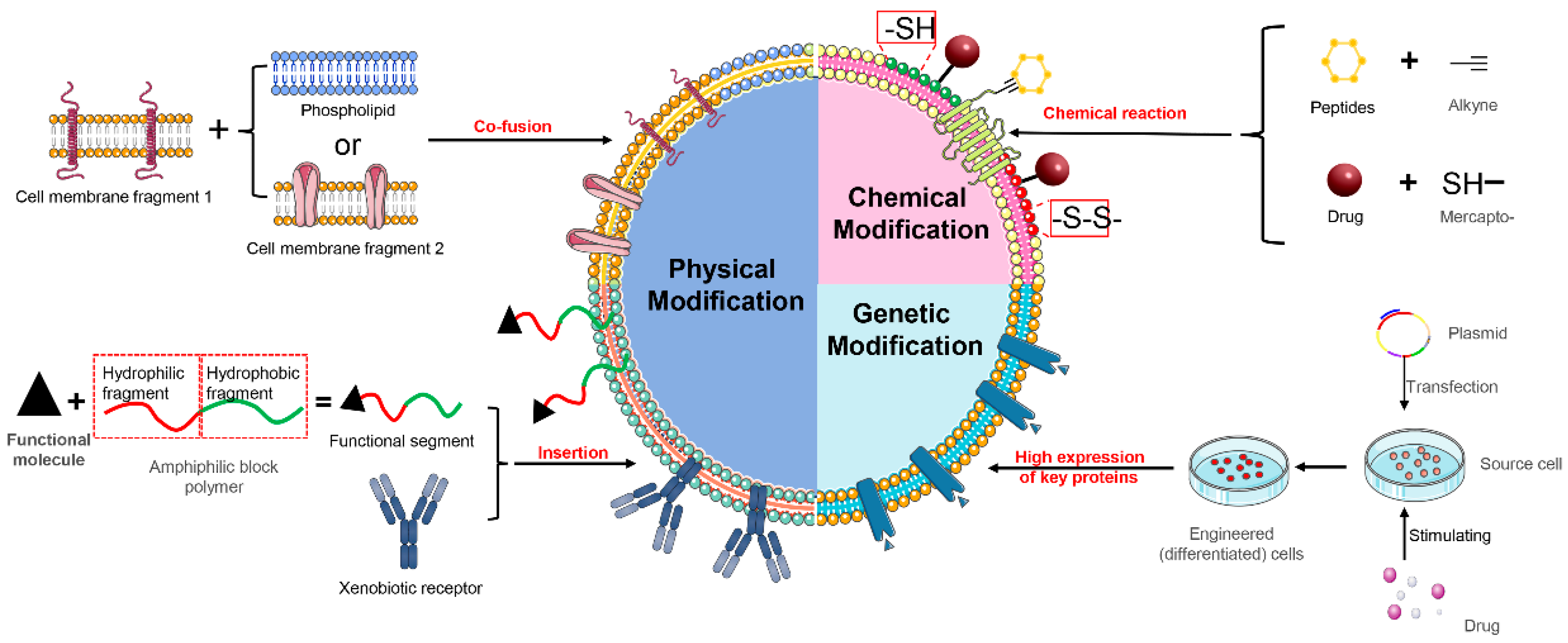 Pharmaceutics 16 00006 g004