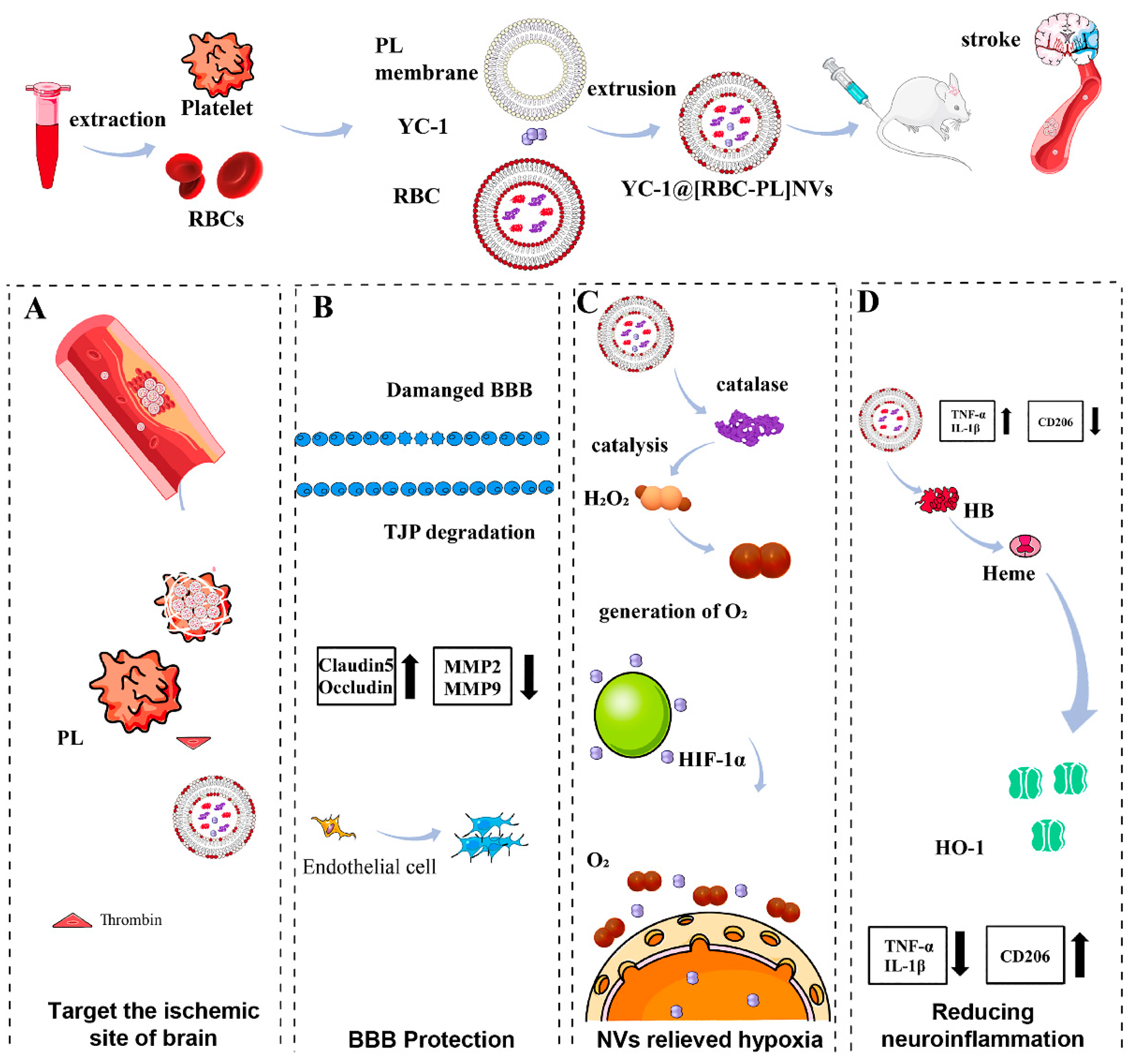 Pharmaceutics 16 00006 g005