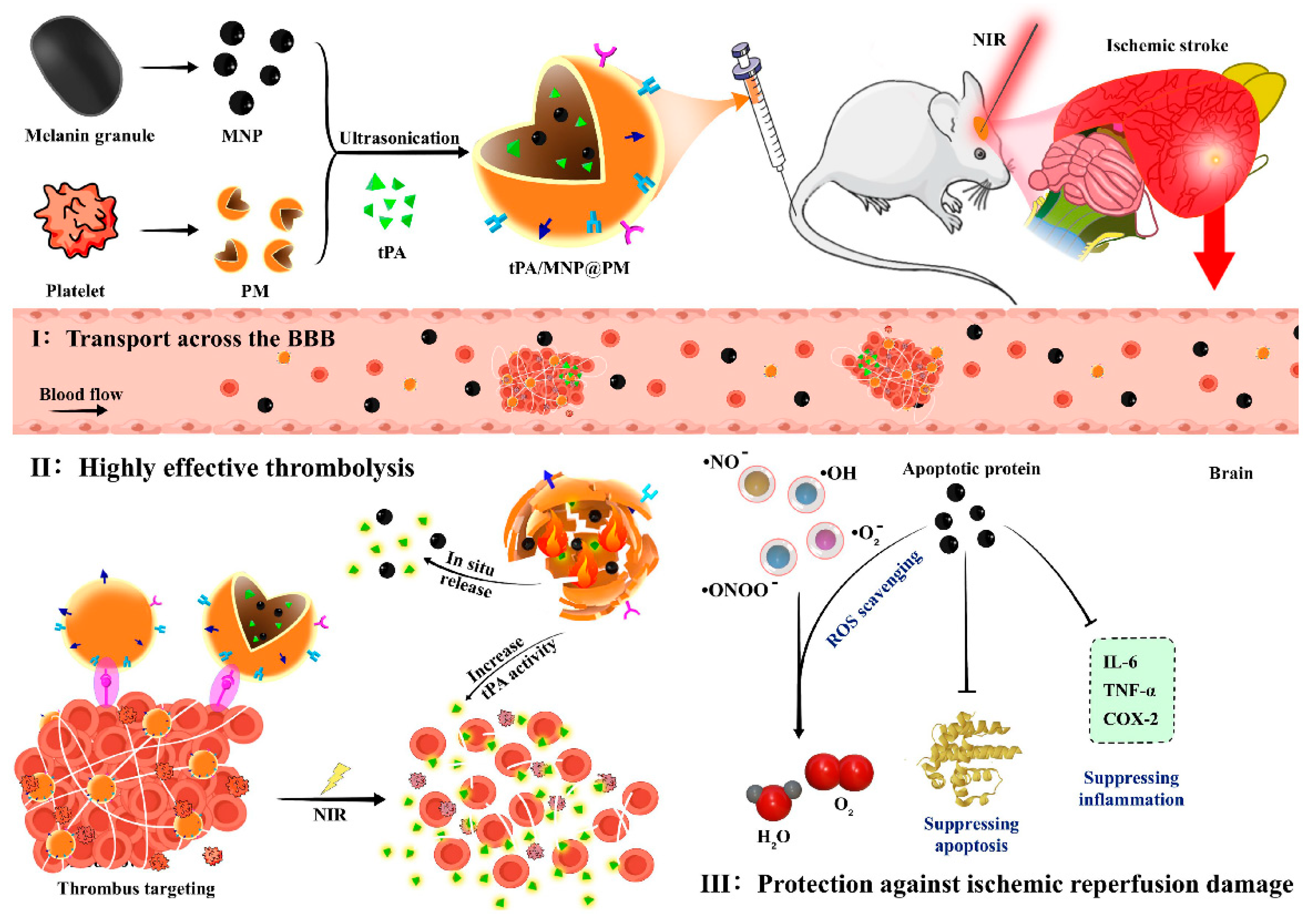 Pharmaceutics 16 00006 g006