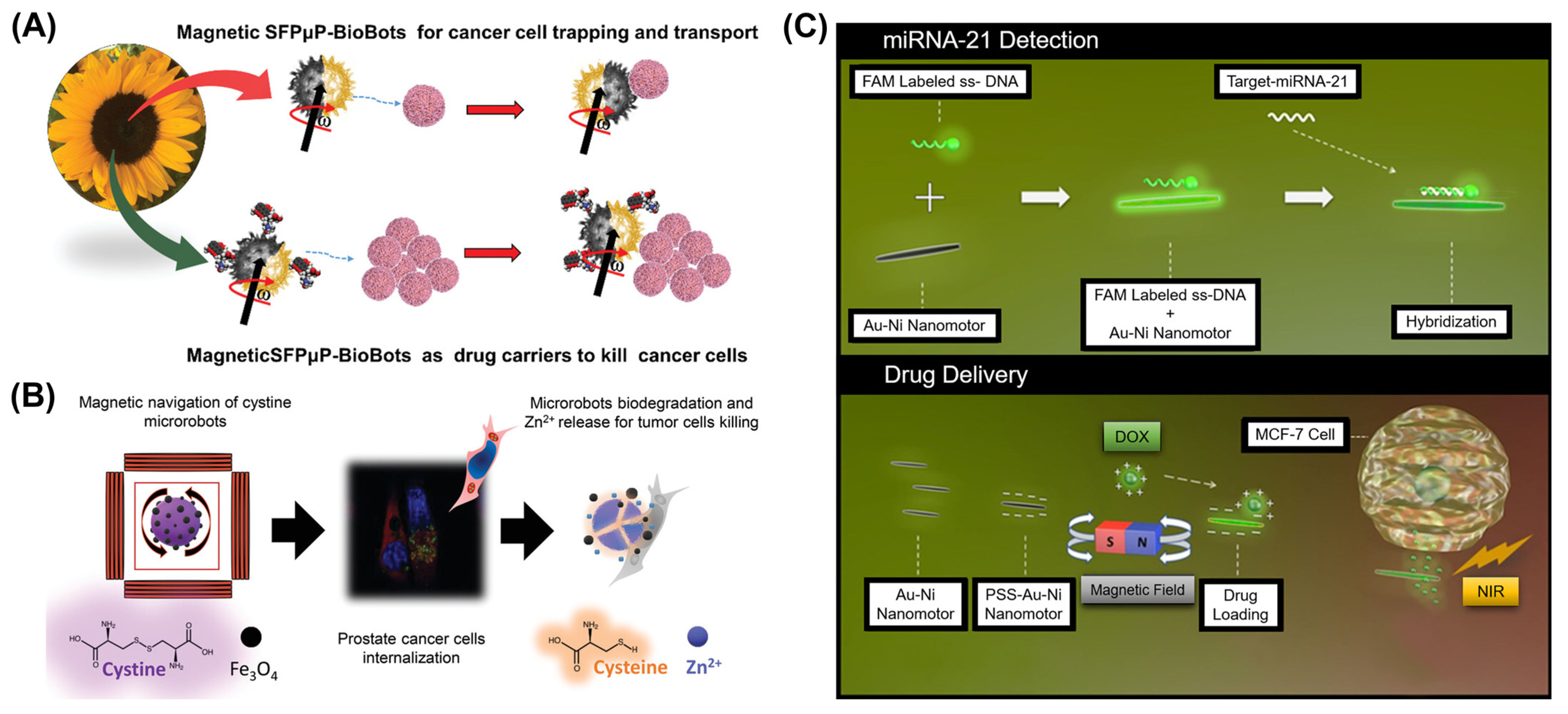 Pharmaceutics 16 00044 g006