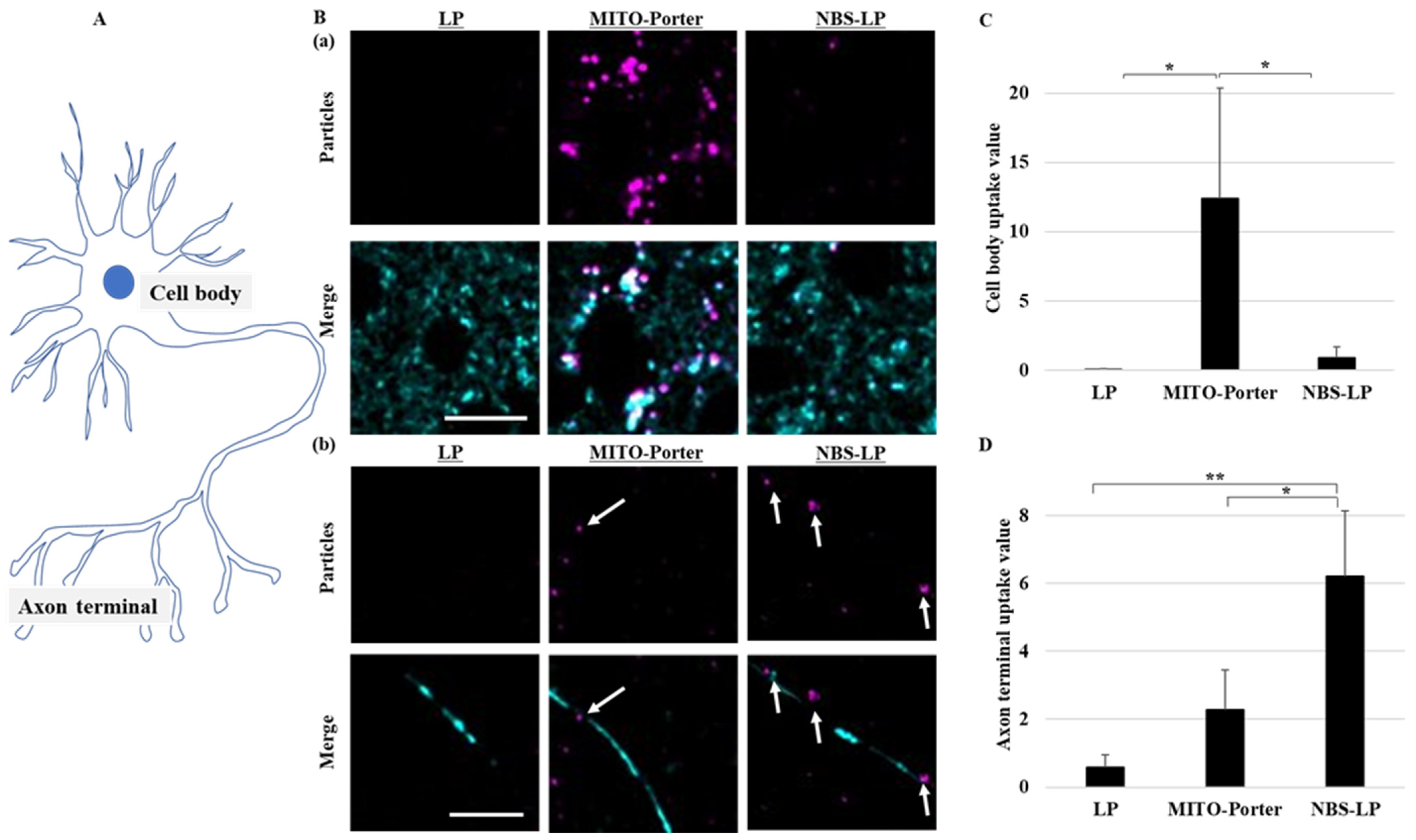 Pharmaceutics 16 00049 g003
