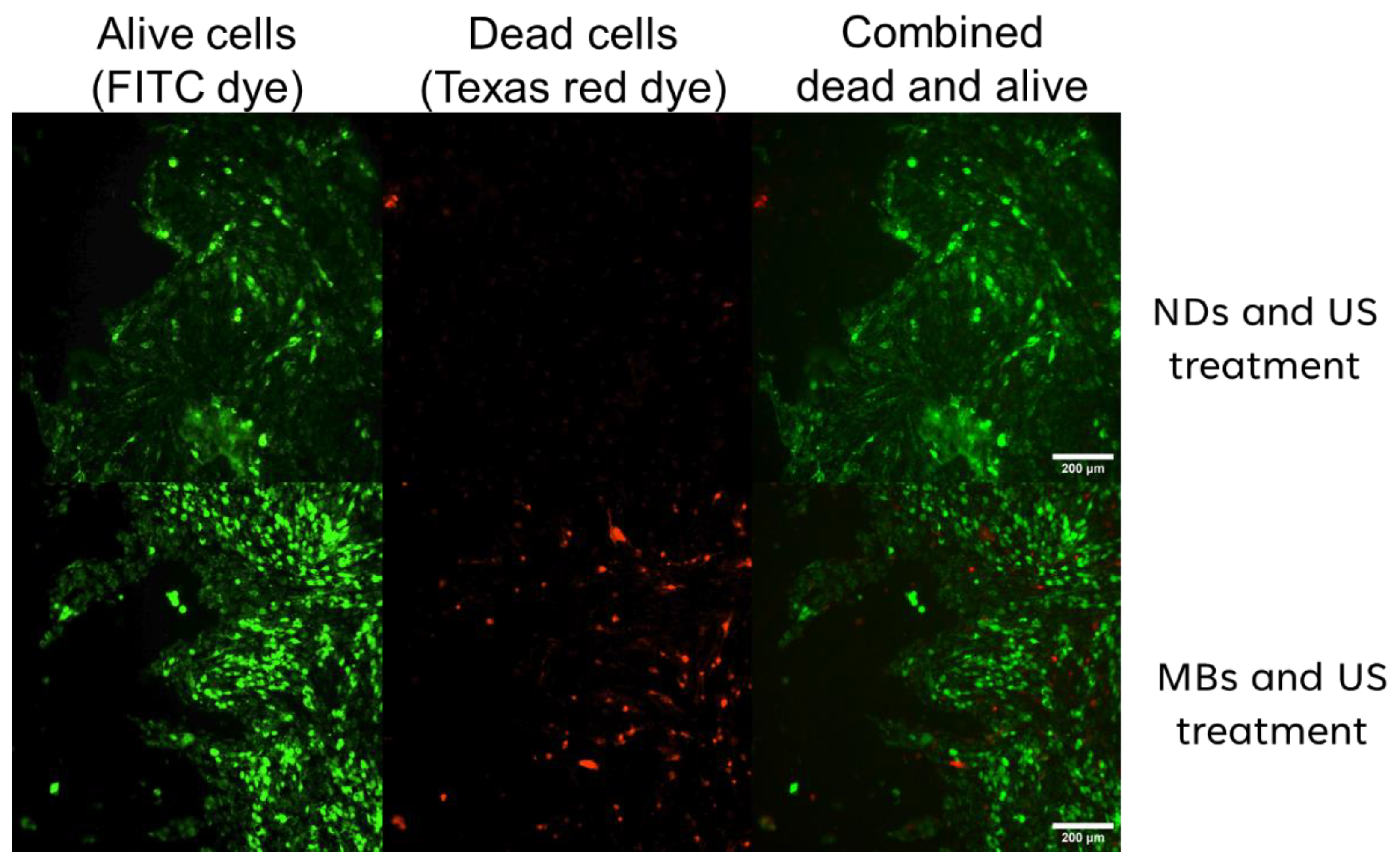 Pharmaceutics 16 00051 g008 Pharmaceutics 16 00051 g008