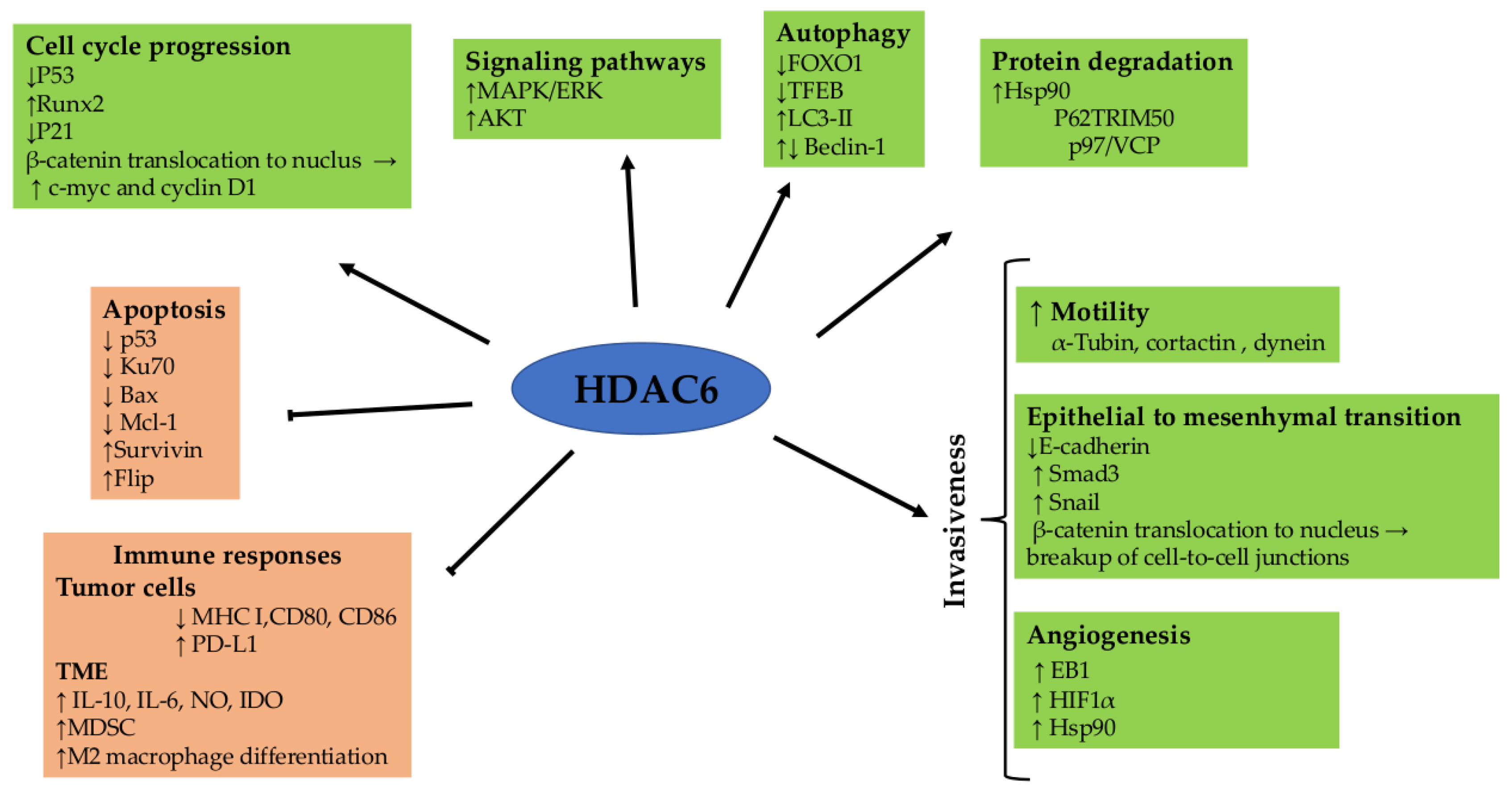 Pharmaceutics 16 00054 g002 Pharmaceutics 16 00054 g002