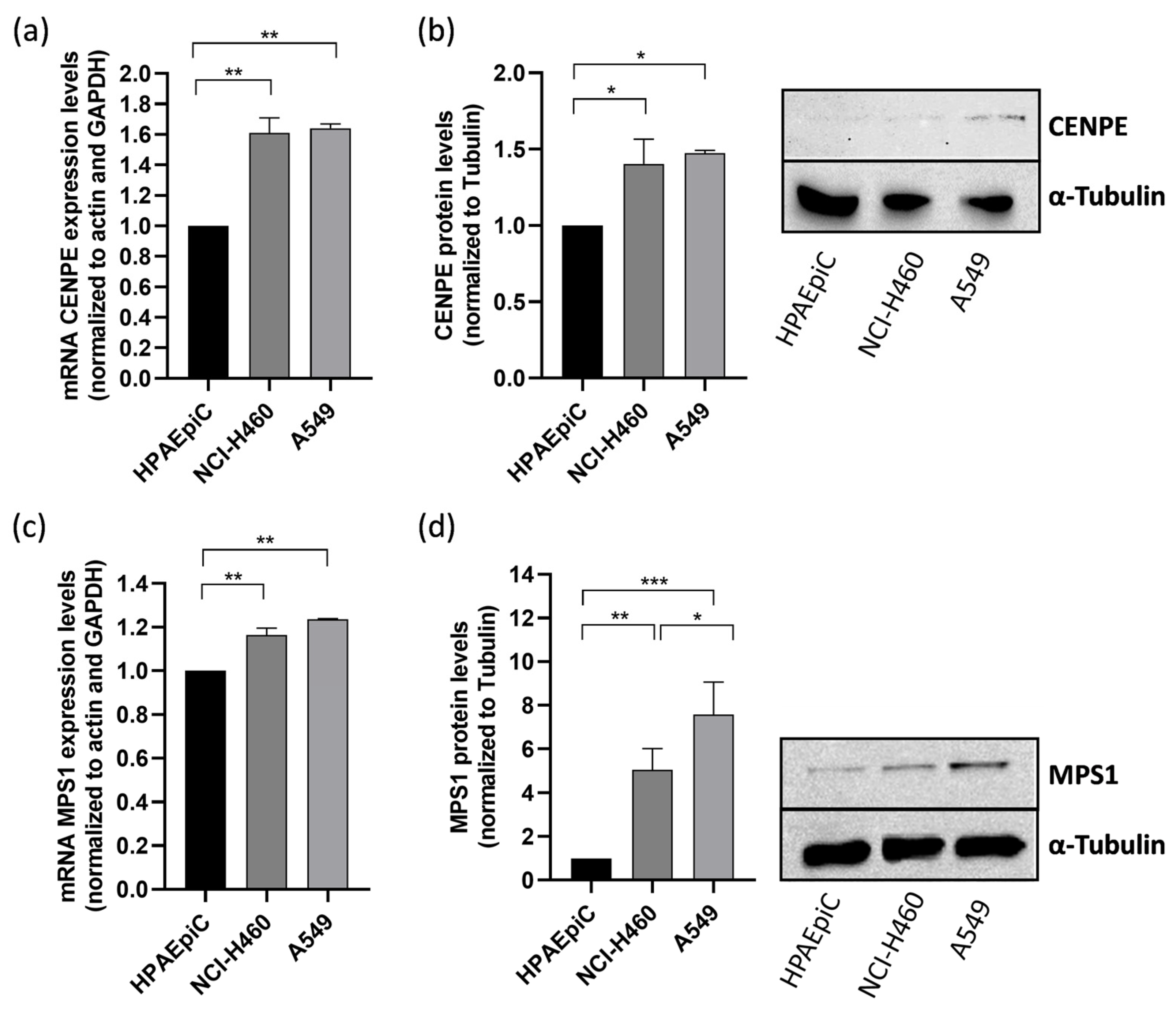 Pharmaceutics 16 00056 g001