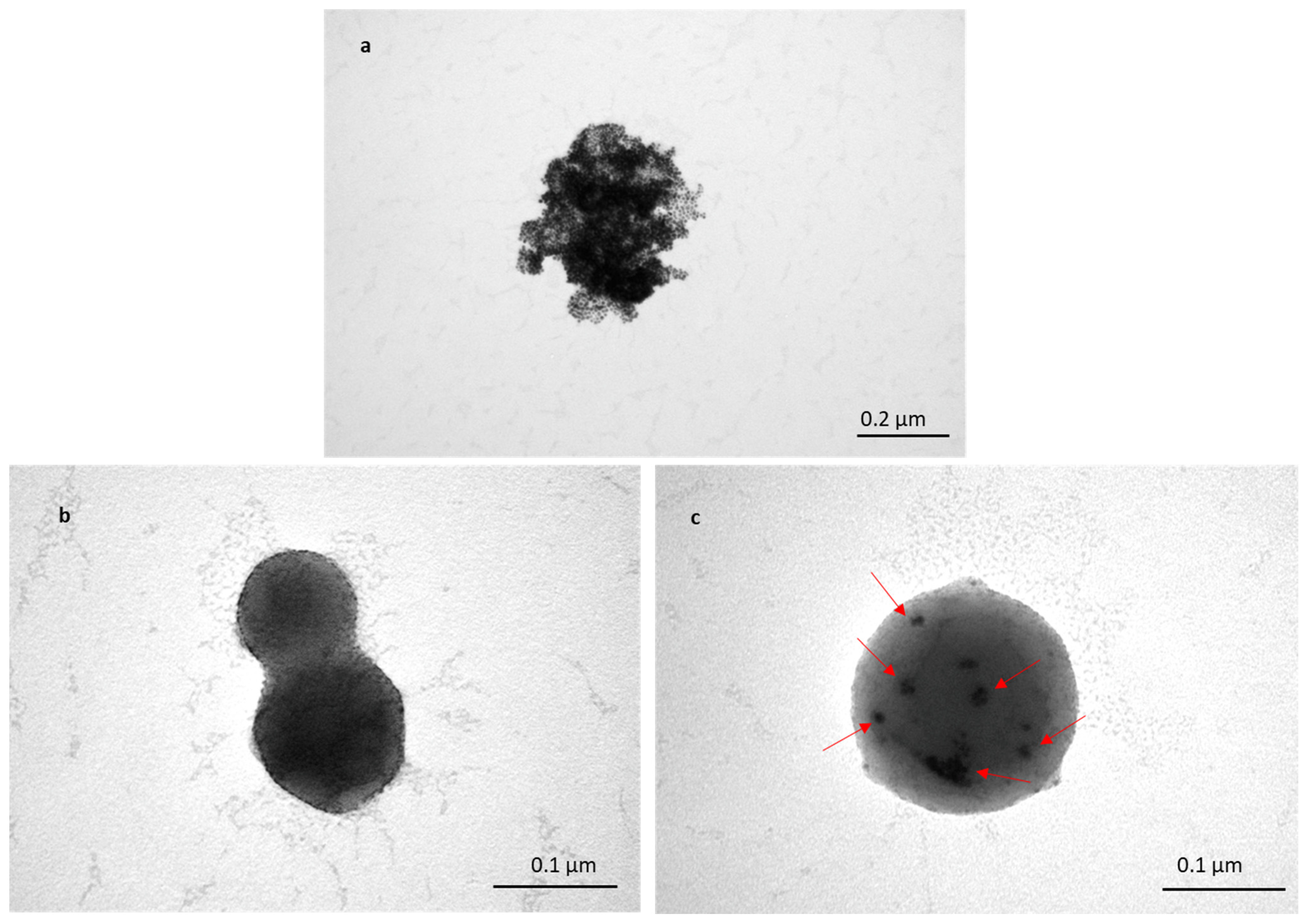 Pharmaceutics 16 00057 g005