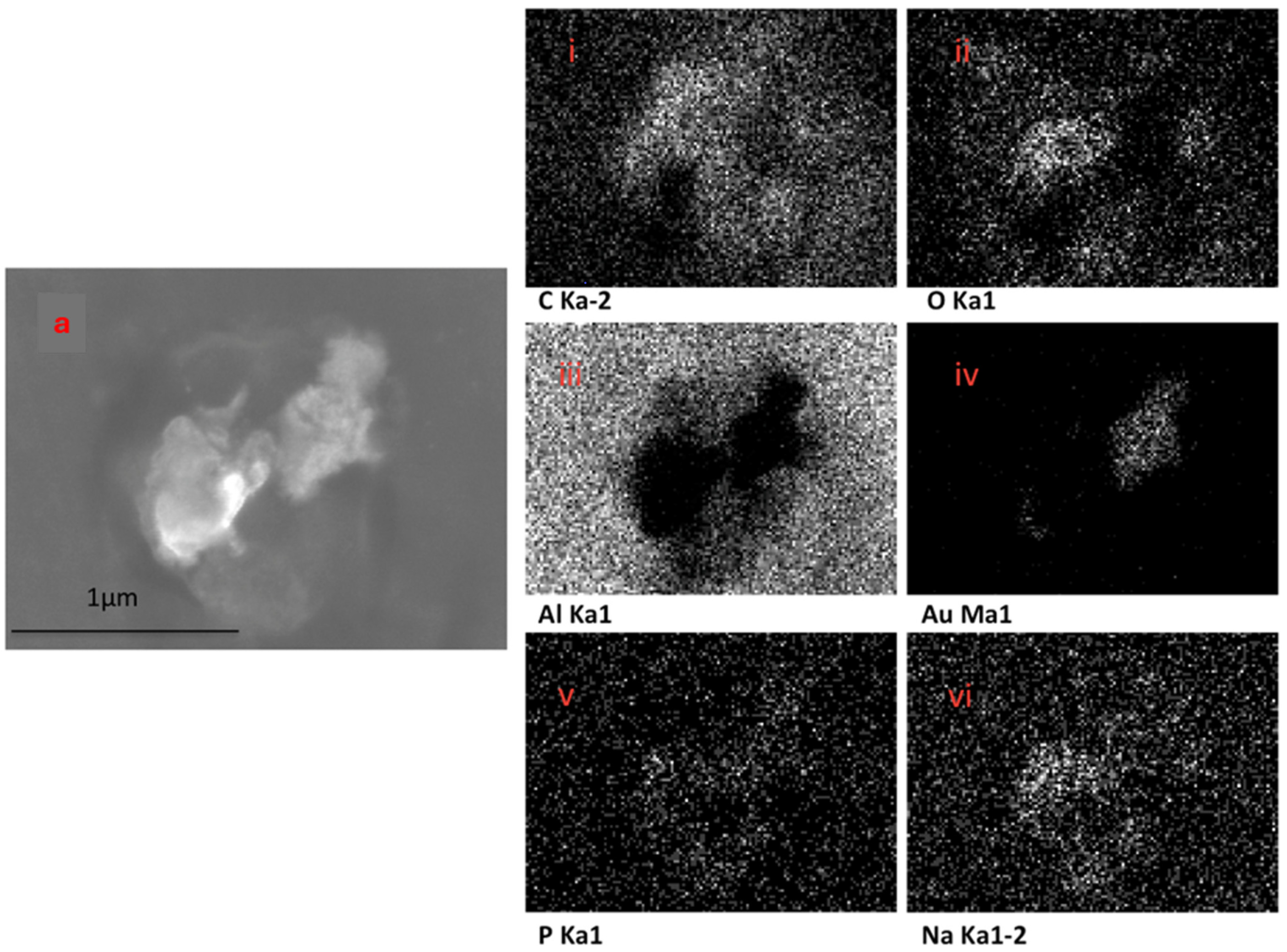 Pharmaceutics 16 00057 g007