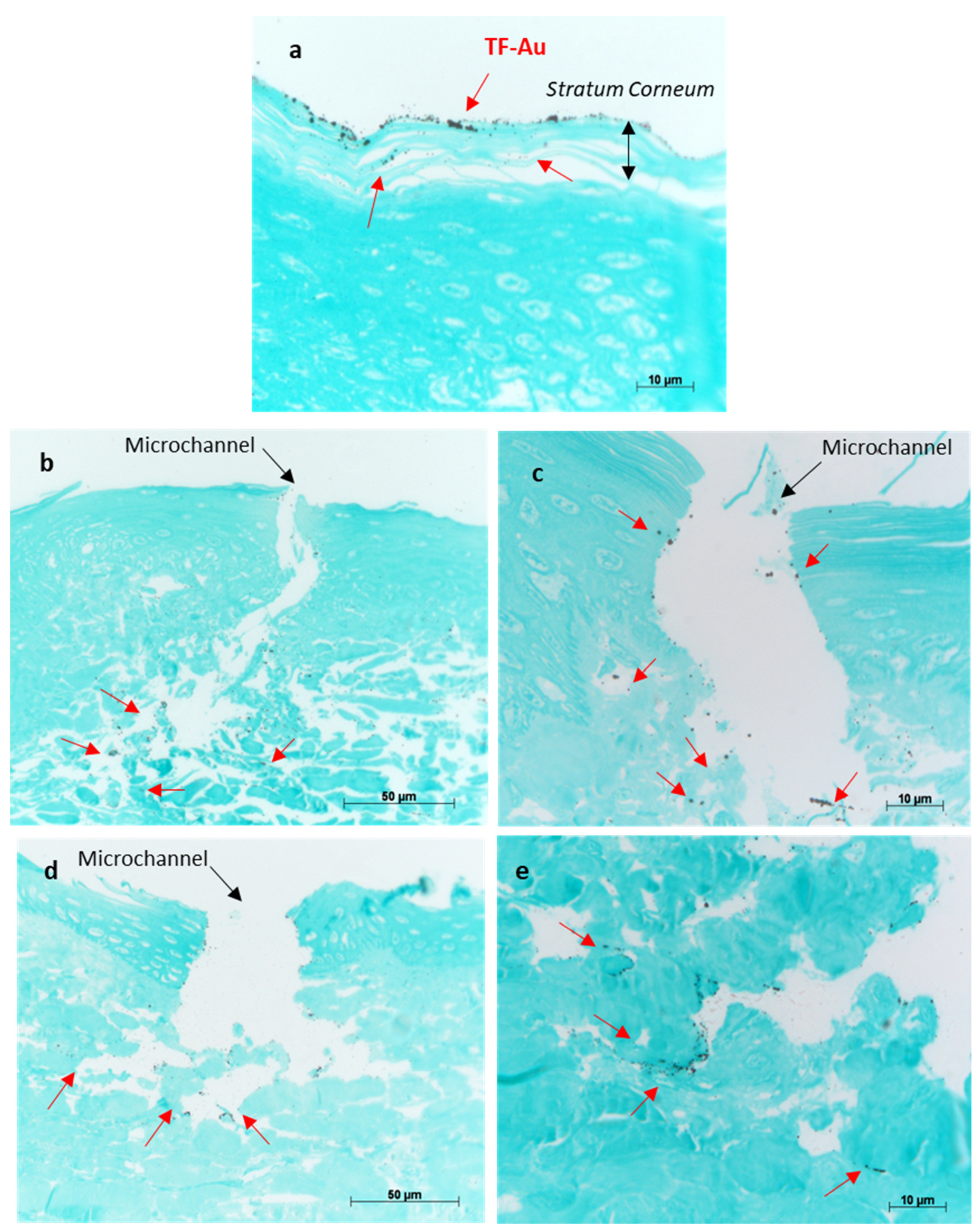 Pharmaceutics 16 00057 g011