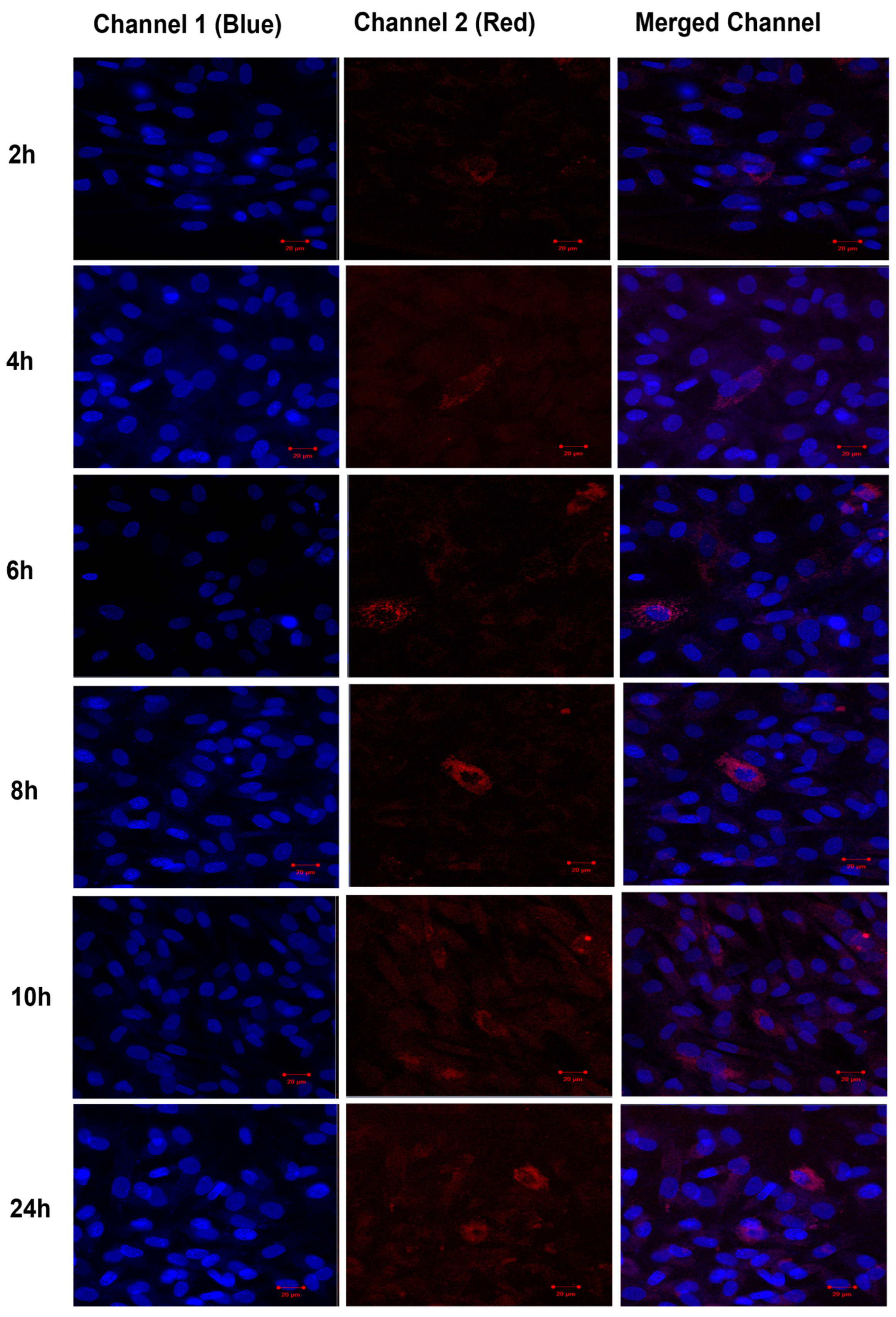 Pharmaceutics 16 00057 g016