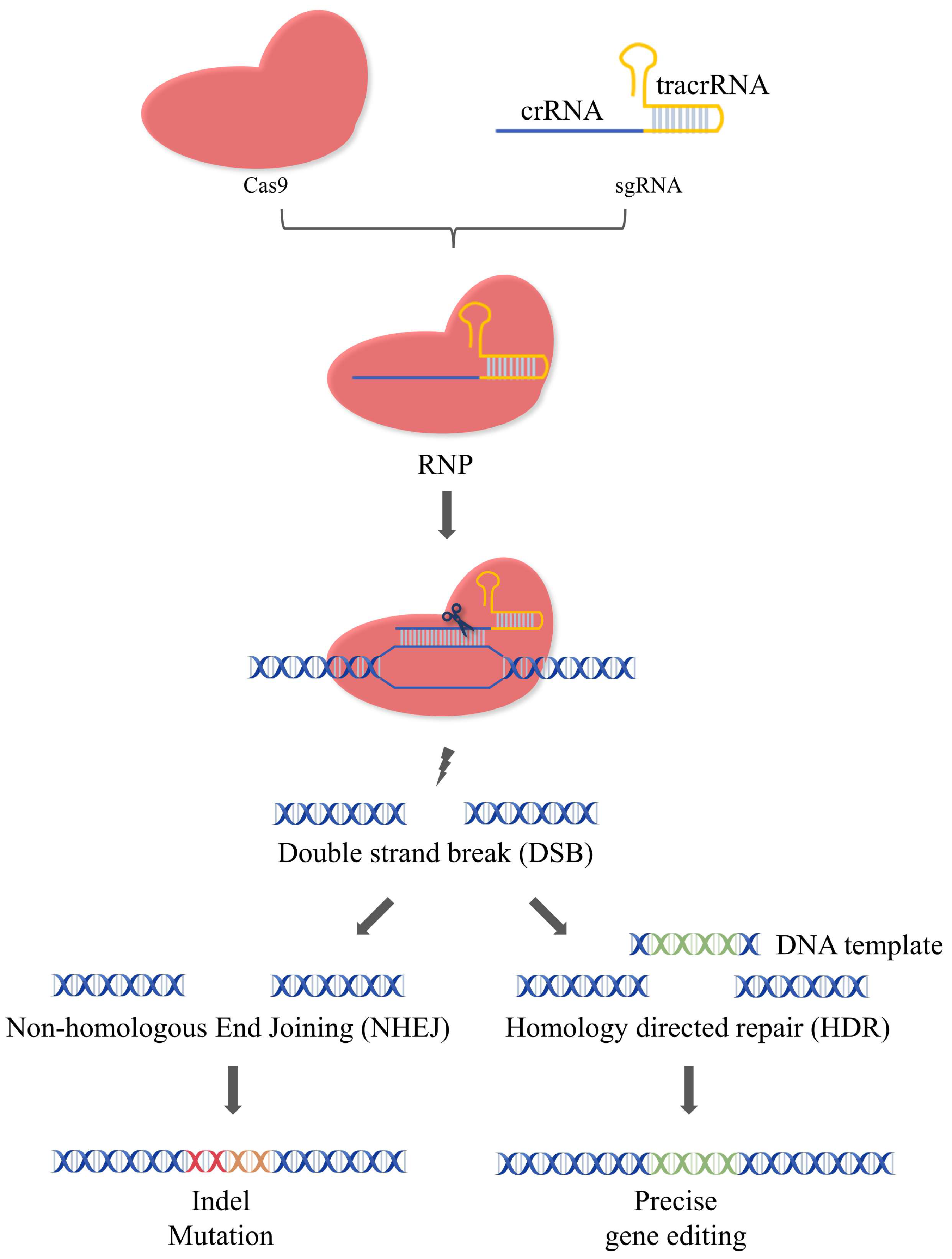 Pharmaceutics 16 00062 g001