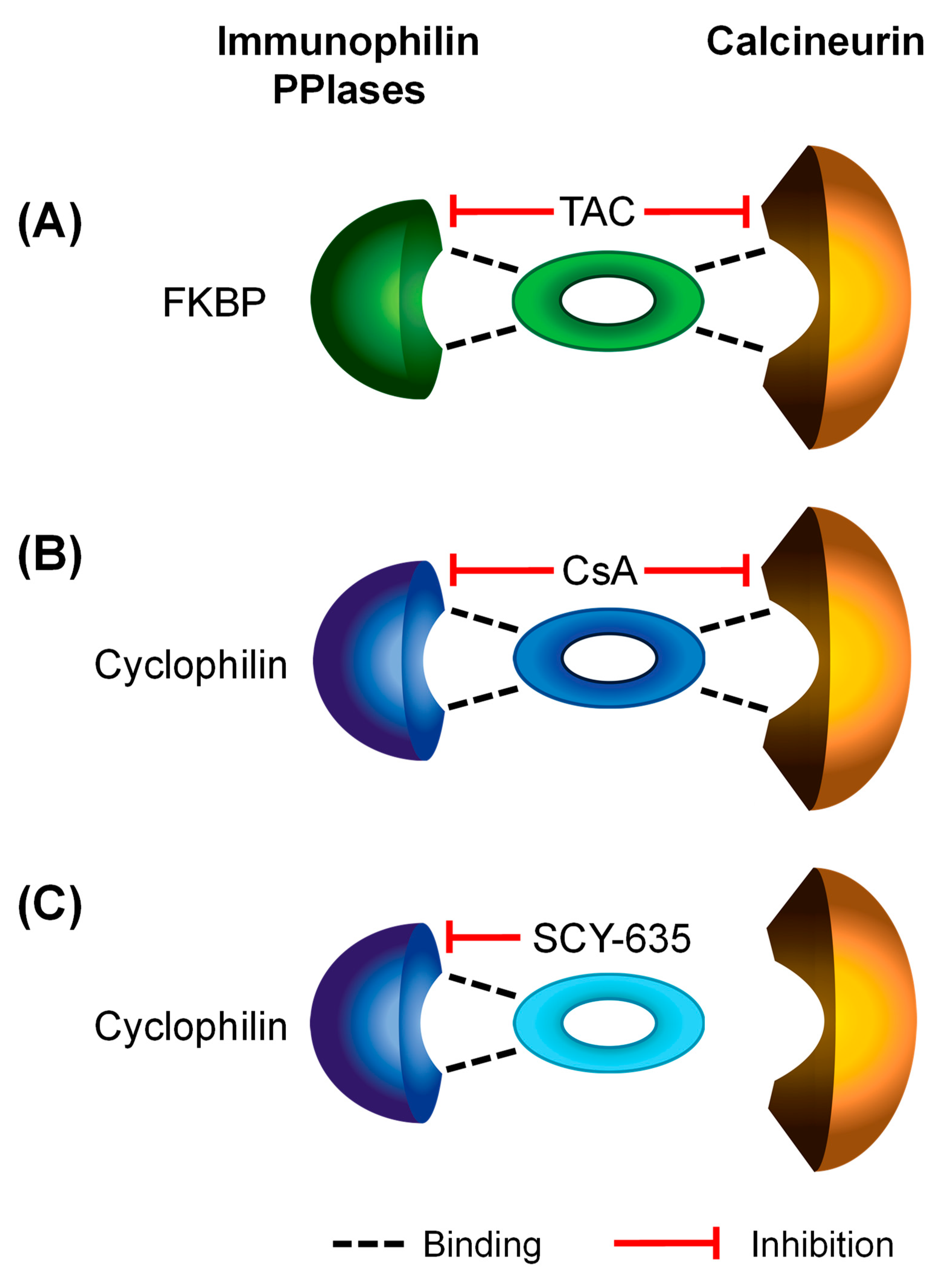 Pharmaceutics 16 00063 g001