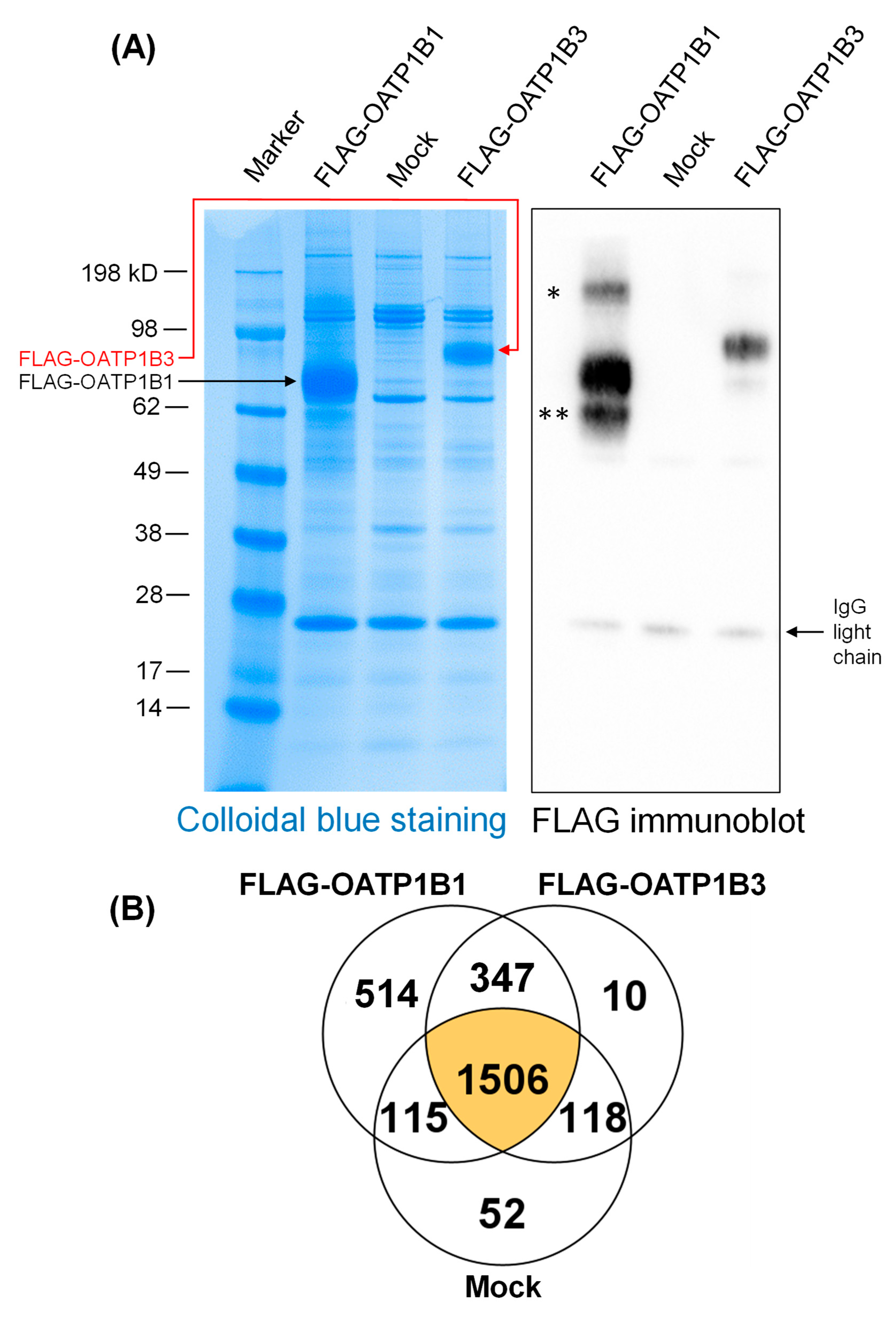 Pharmaceutics 16 00063 g005