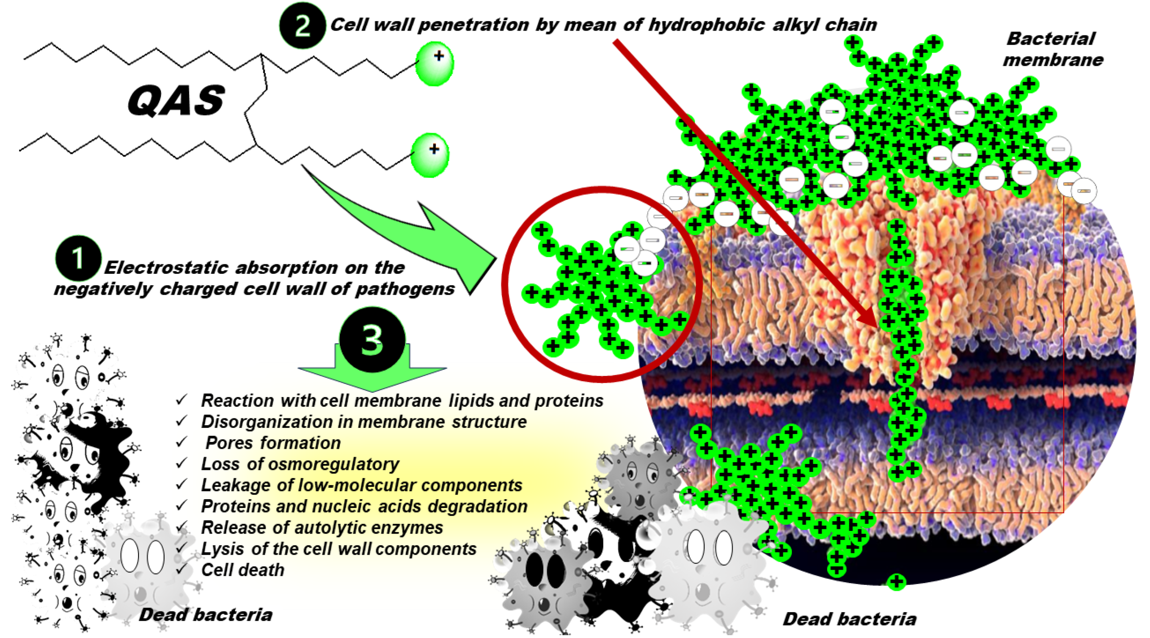 Pharmaceutics 16 00080 g002