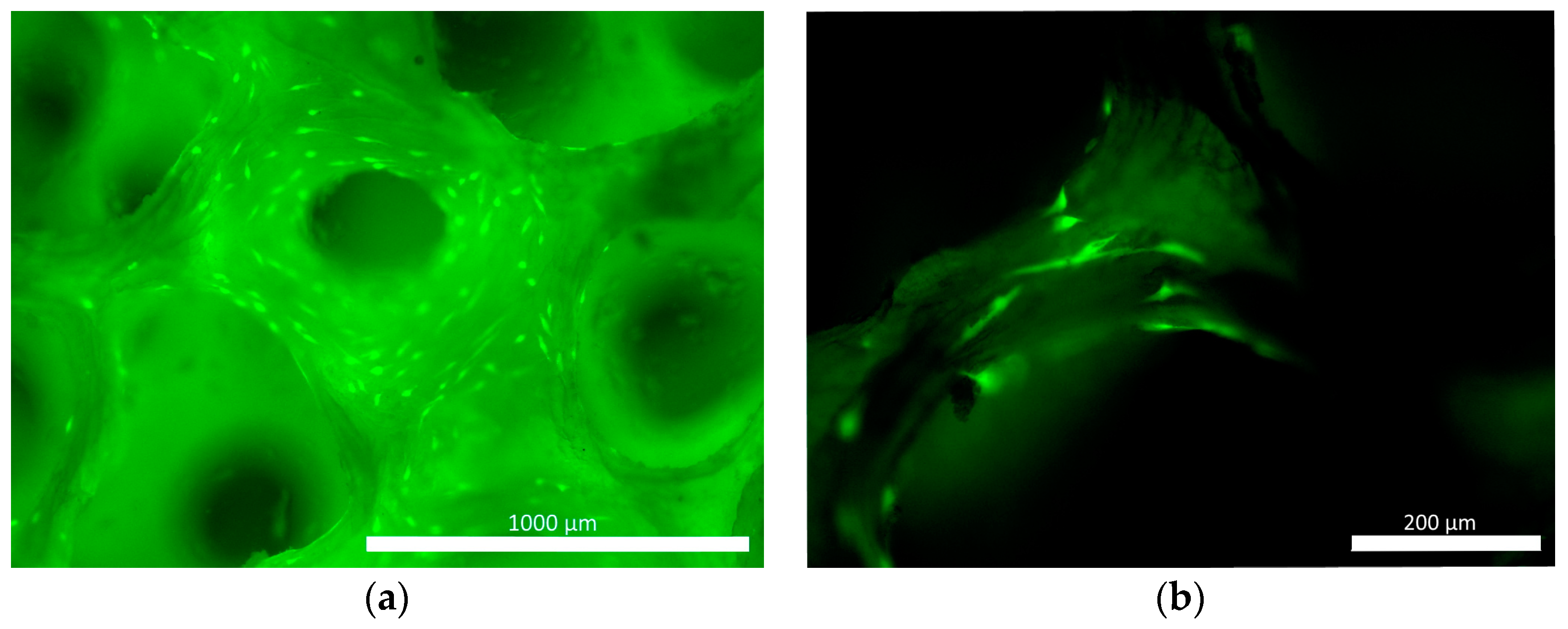 Pharmaceutics 16 00085 g005 Pharmaceutics 16 00085 g005