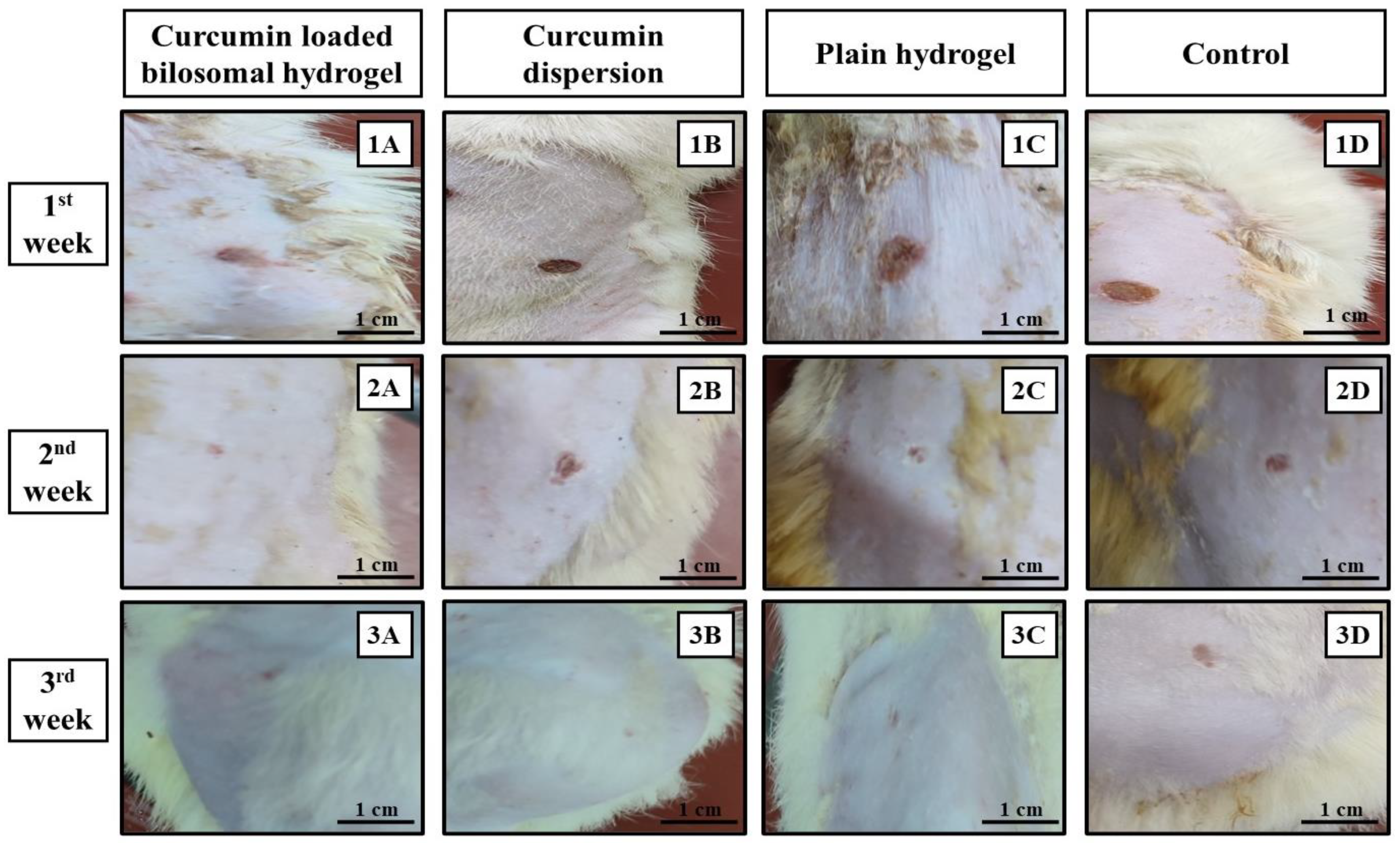 Pharmaceutics 16 00090 g006