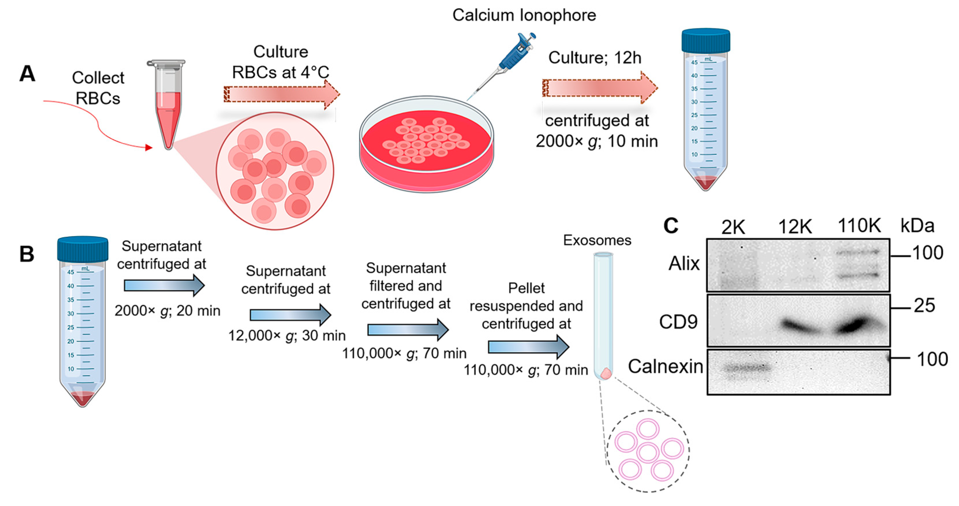 Pharmaceutics 16 00102 g001