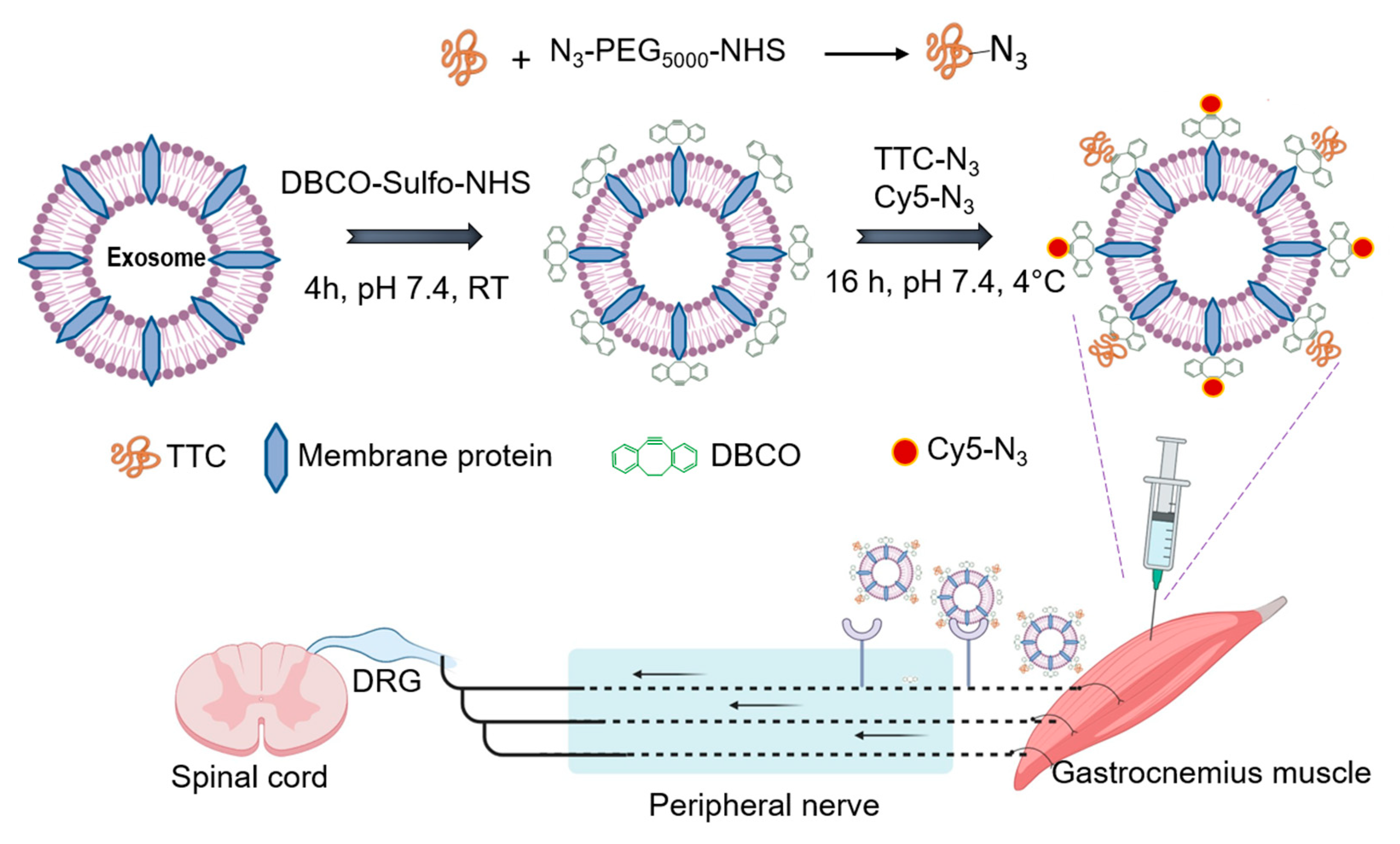 Pharmaceutics 16 00102 g002