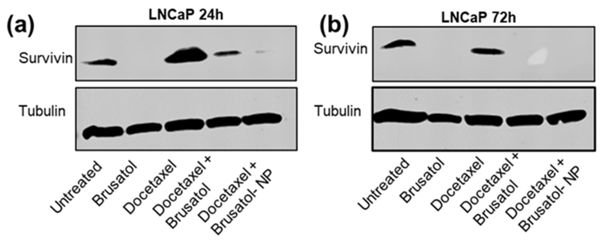 Pharmaceutics 16 00114 g014