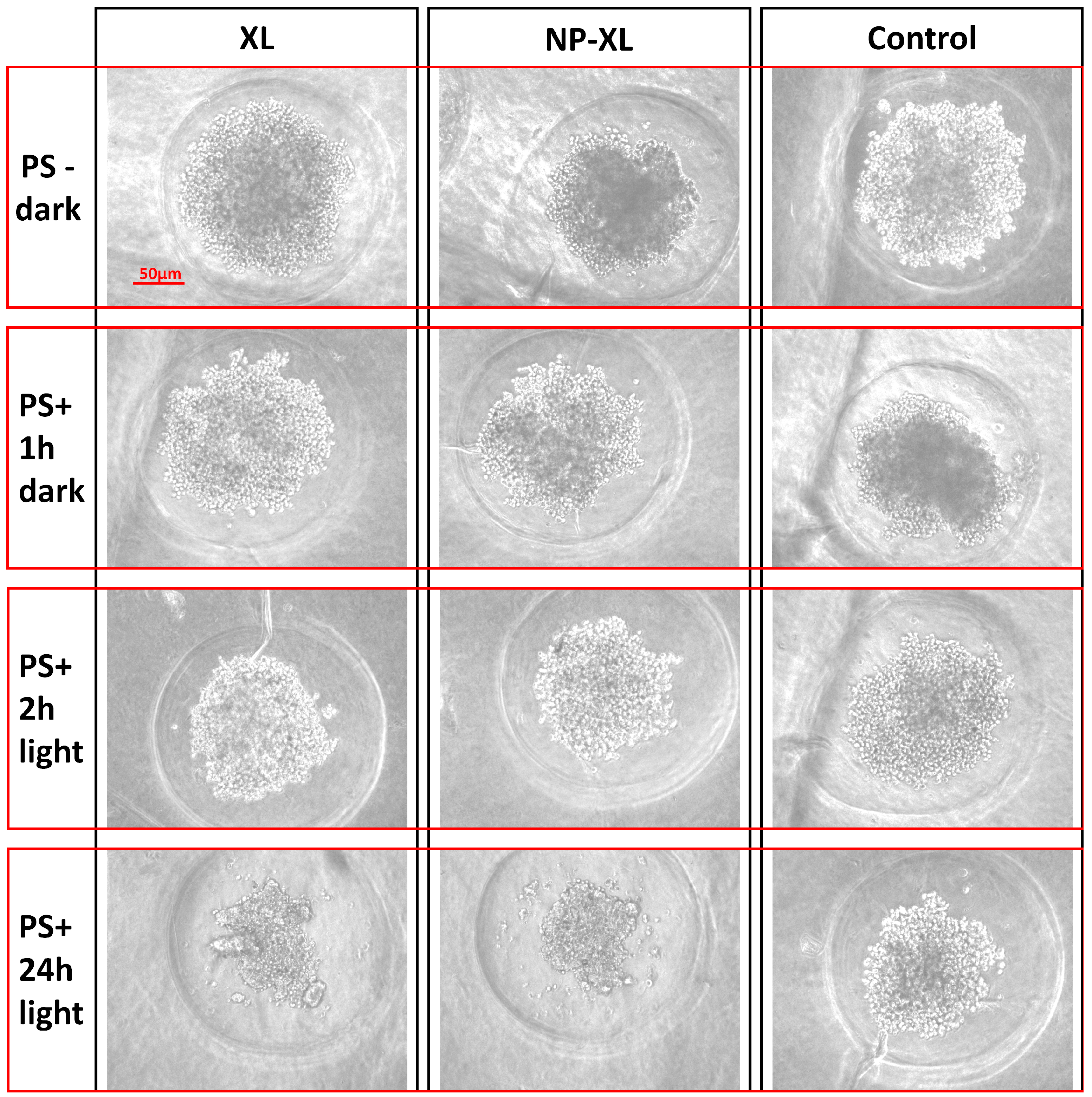 Pharmaceutics 16 00126 g010 Pharmaceutics 16 00126 g010