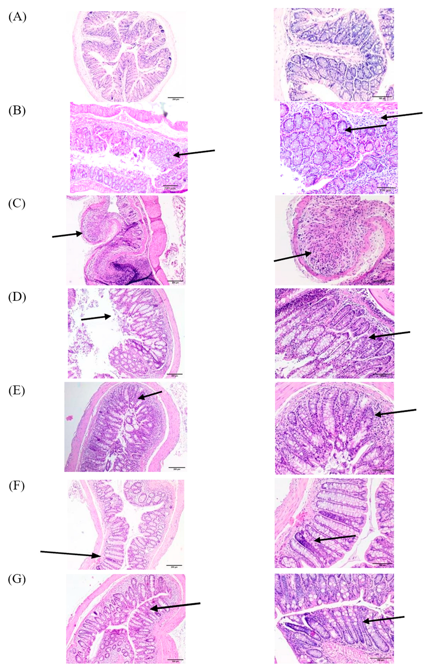 Pharmaceutics 16 00130 g002