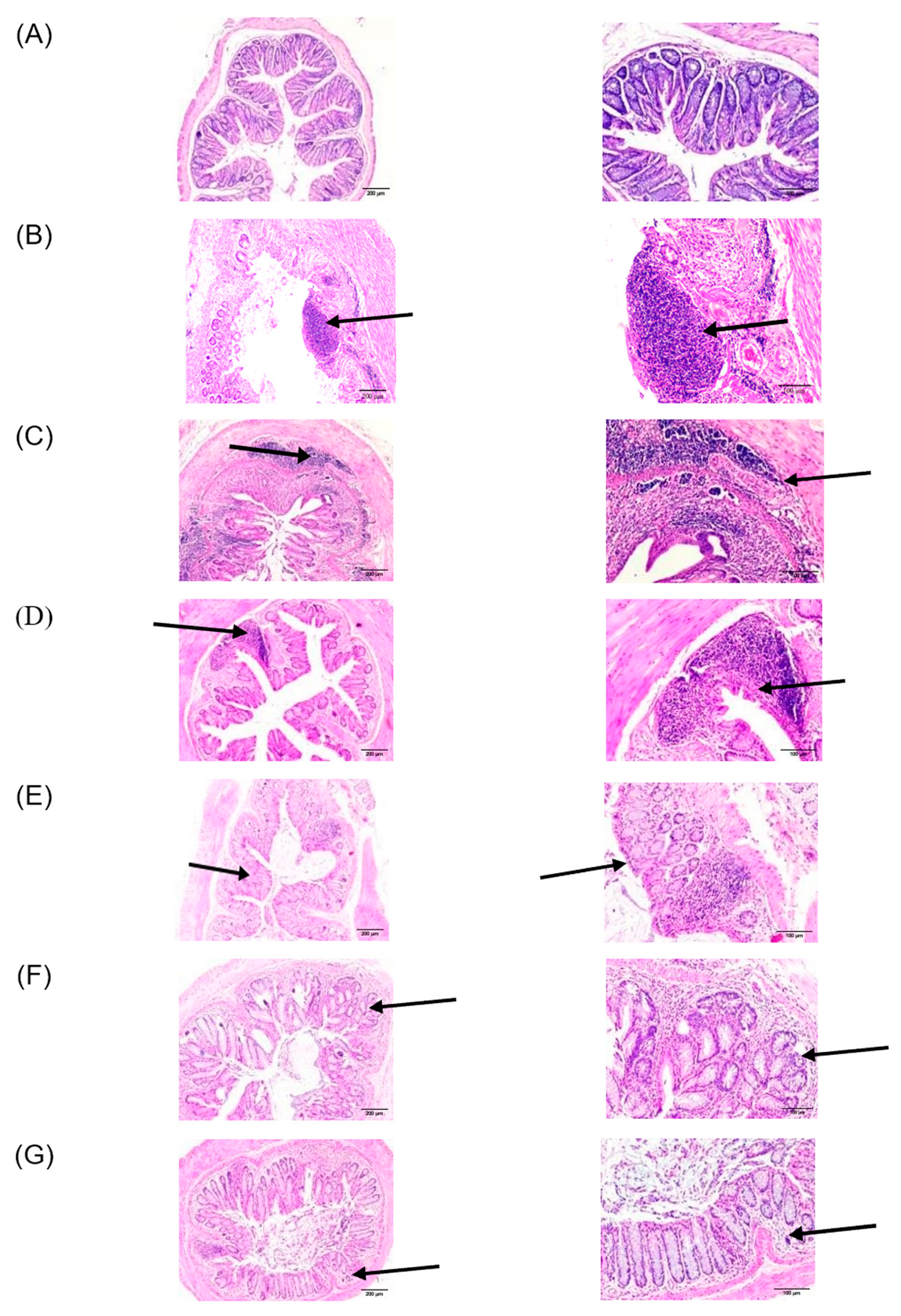 Pharmaceutics 16 00130 g003