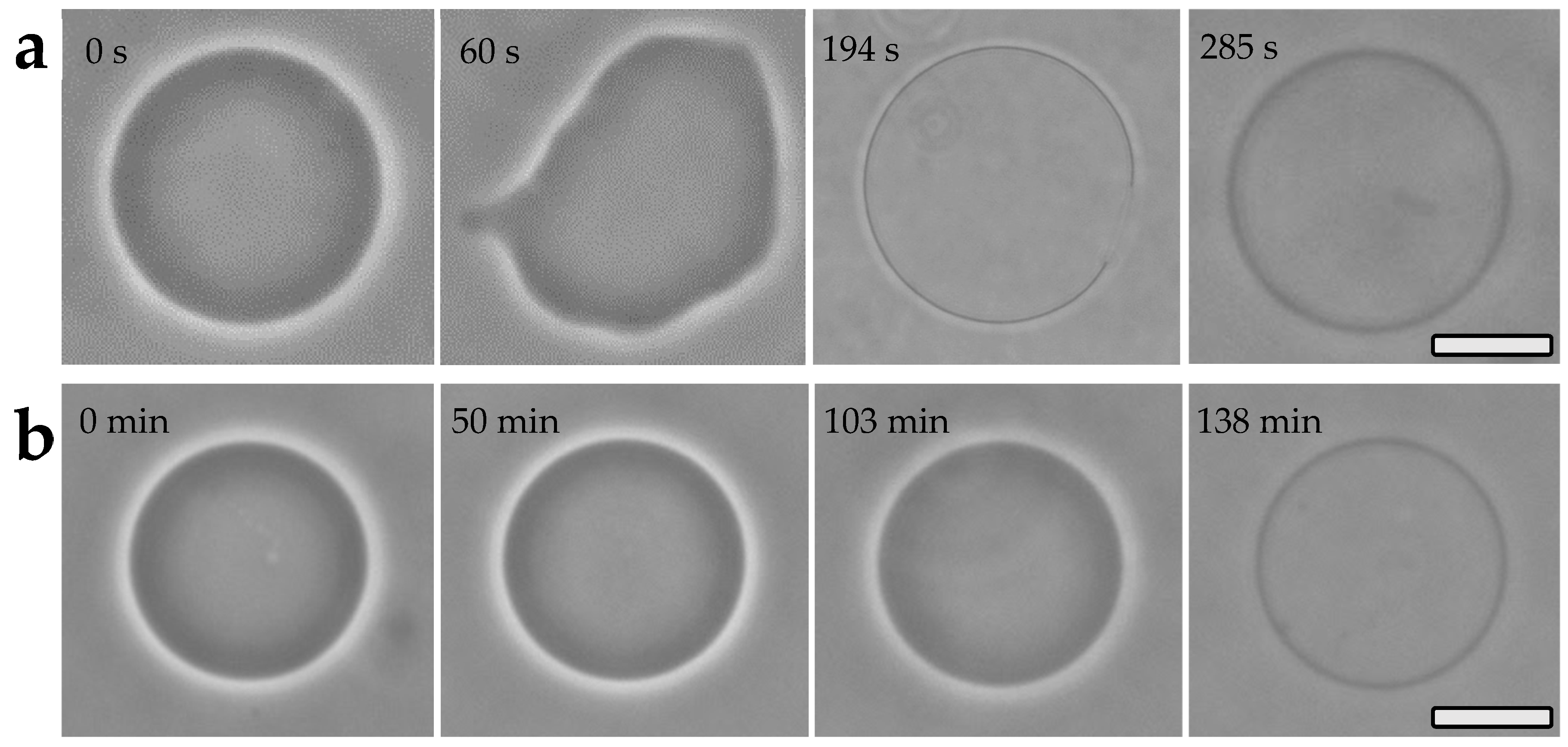 Pharmaceutics 16 00141 g002