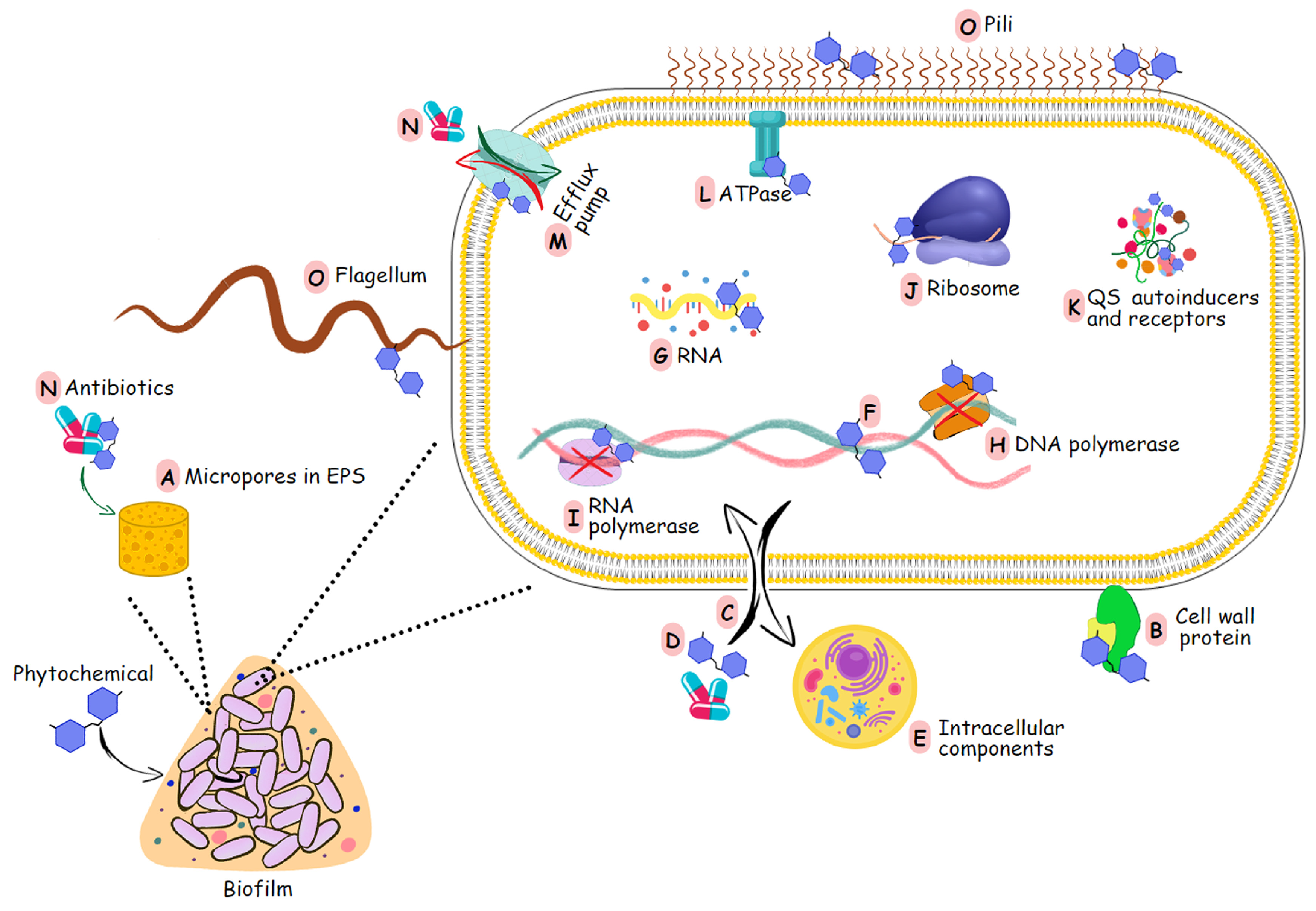 Pharmaceutics 16 00162 g003