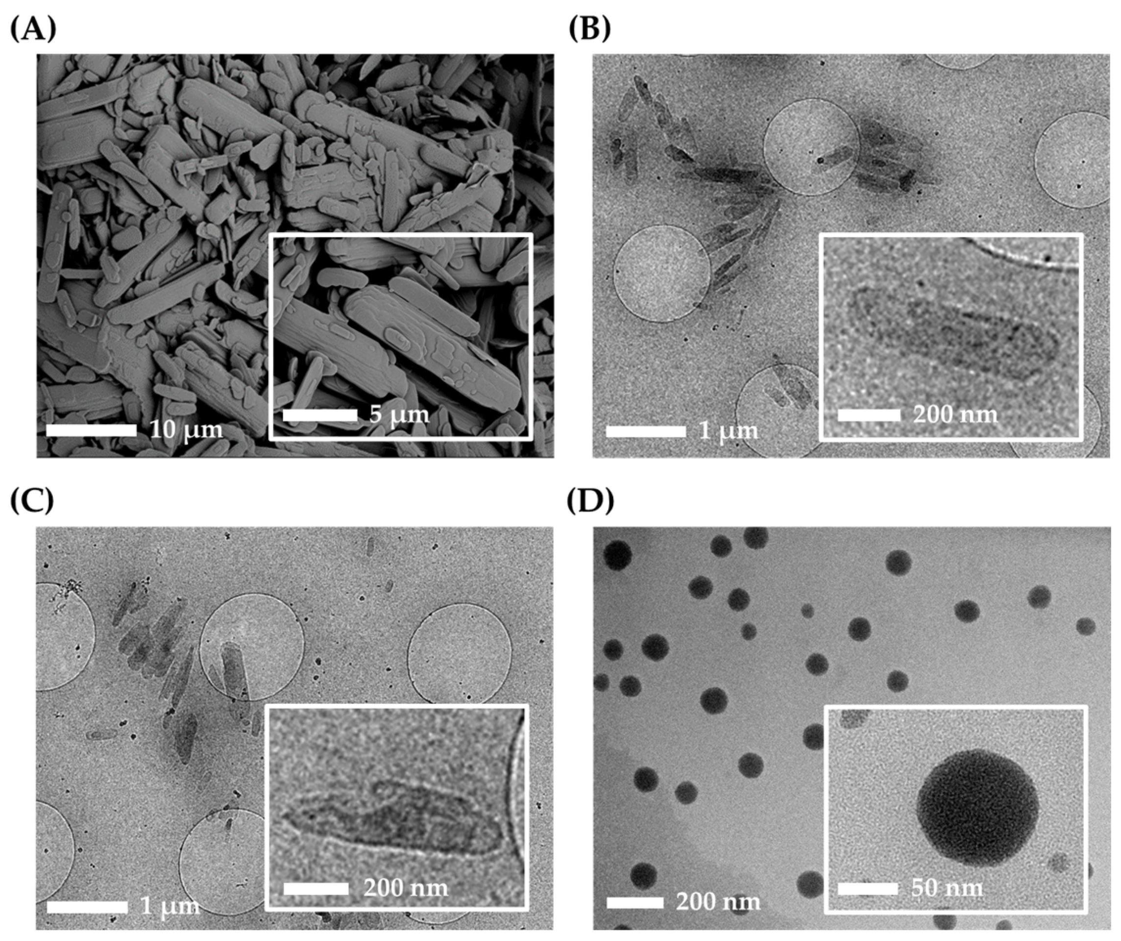 Pharmaceutics 16 00171 g004